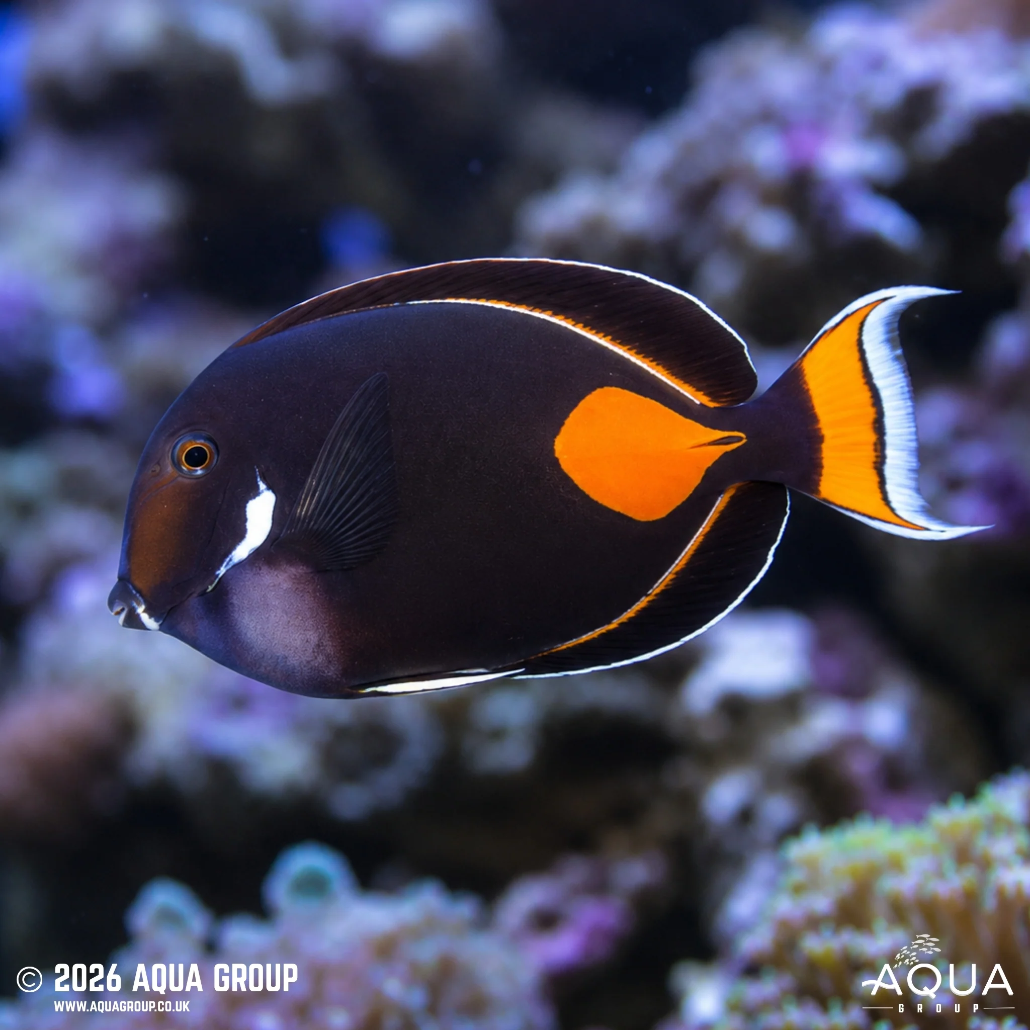 Achilles Tang - Acanthurus achilles
