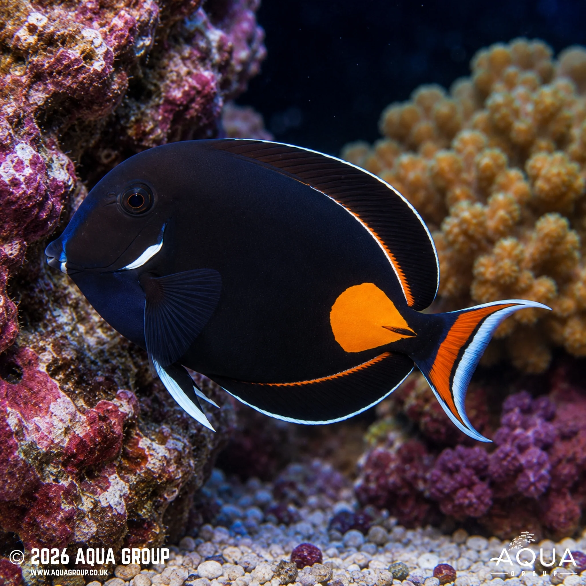 Achilles Tang - Acanthurus achilles - Image 2