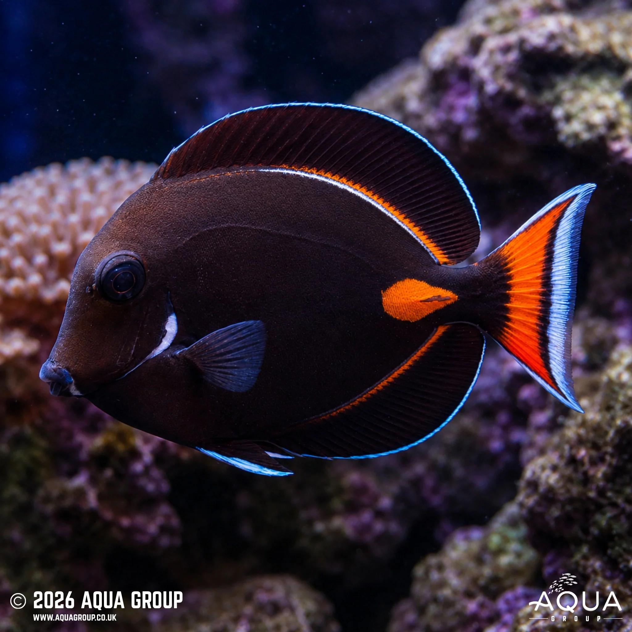 Achilles Tang - Acanthurus achilles - Image 3