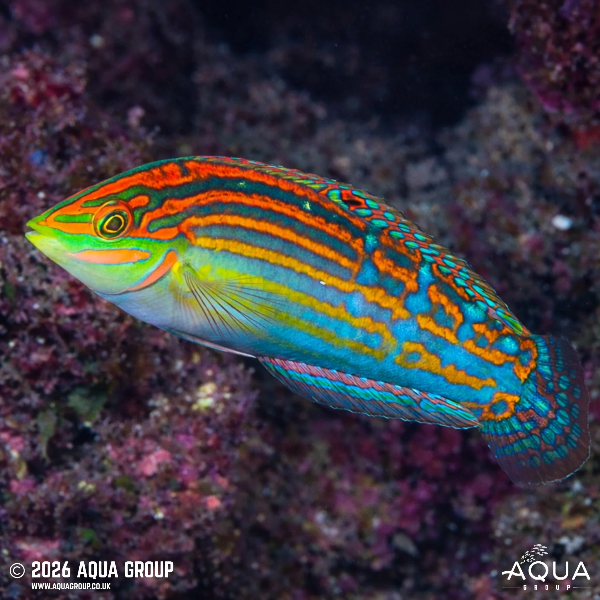 Adorned Wrasse - Halichoeres cosmetus