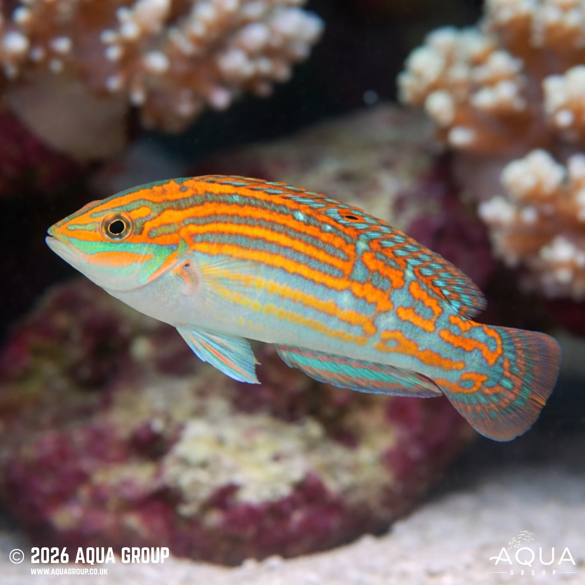 Adorned Wrasse - Halichoeres cosmetus - Image 2
