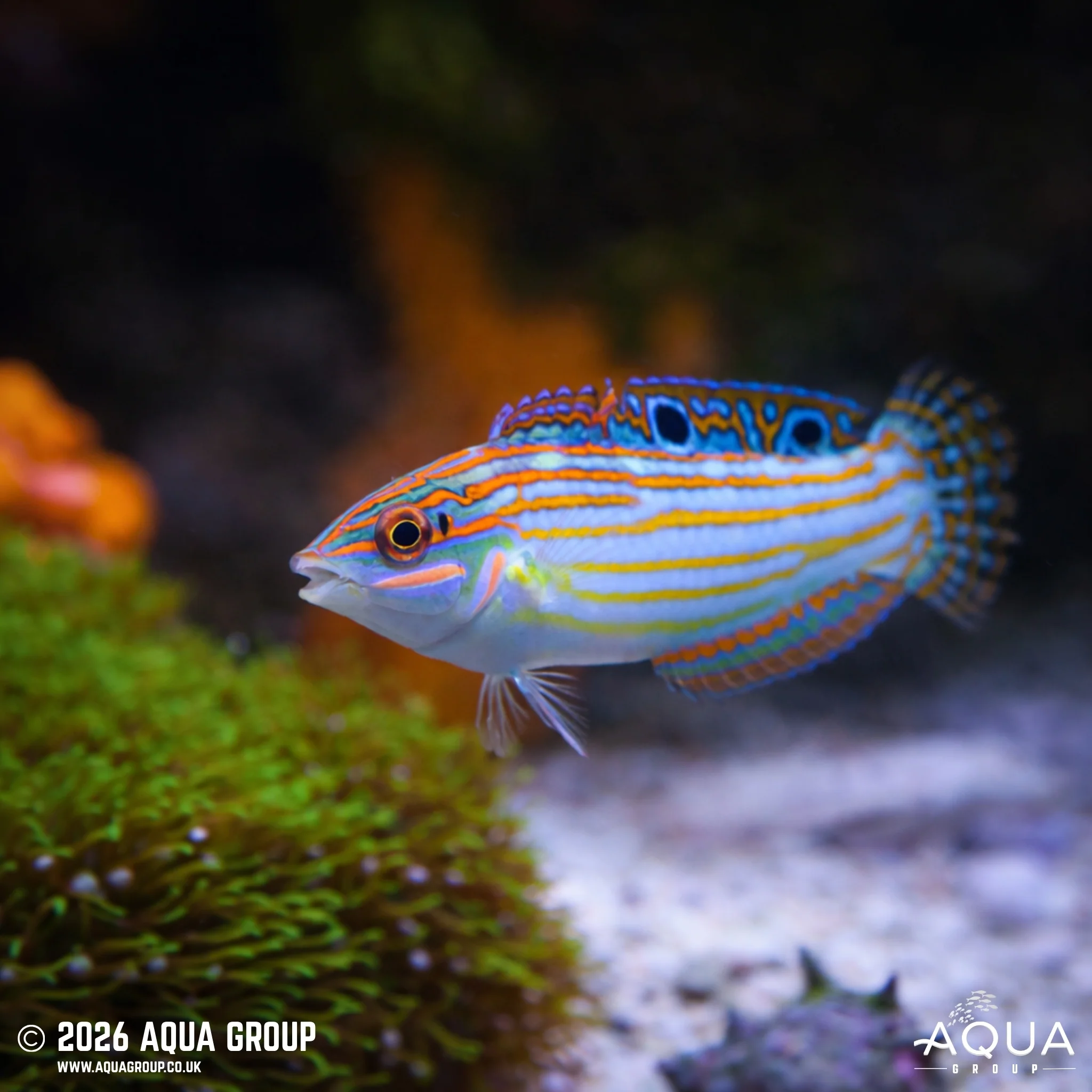 Adorned Wrasse - Halichoeres cosmetus - Image 3