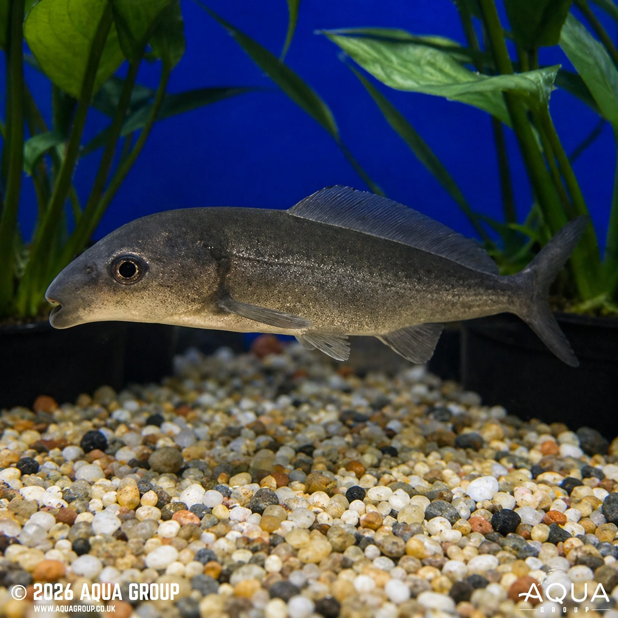 African Freshwater Dolphin - Mormyrus longirostris - Image 3