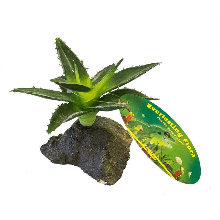 Lucky Reptile Agava Plant