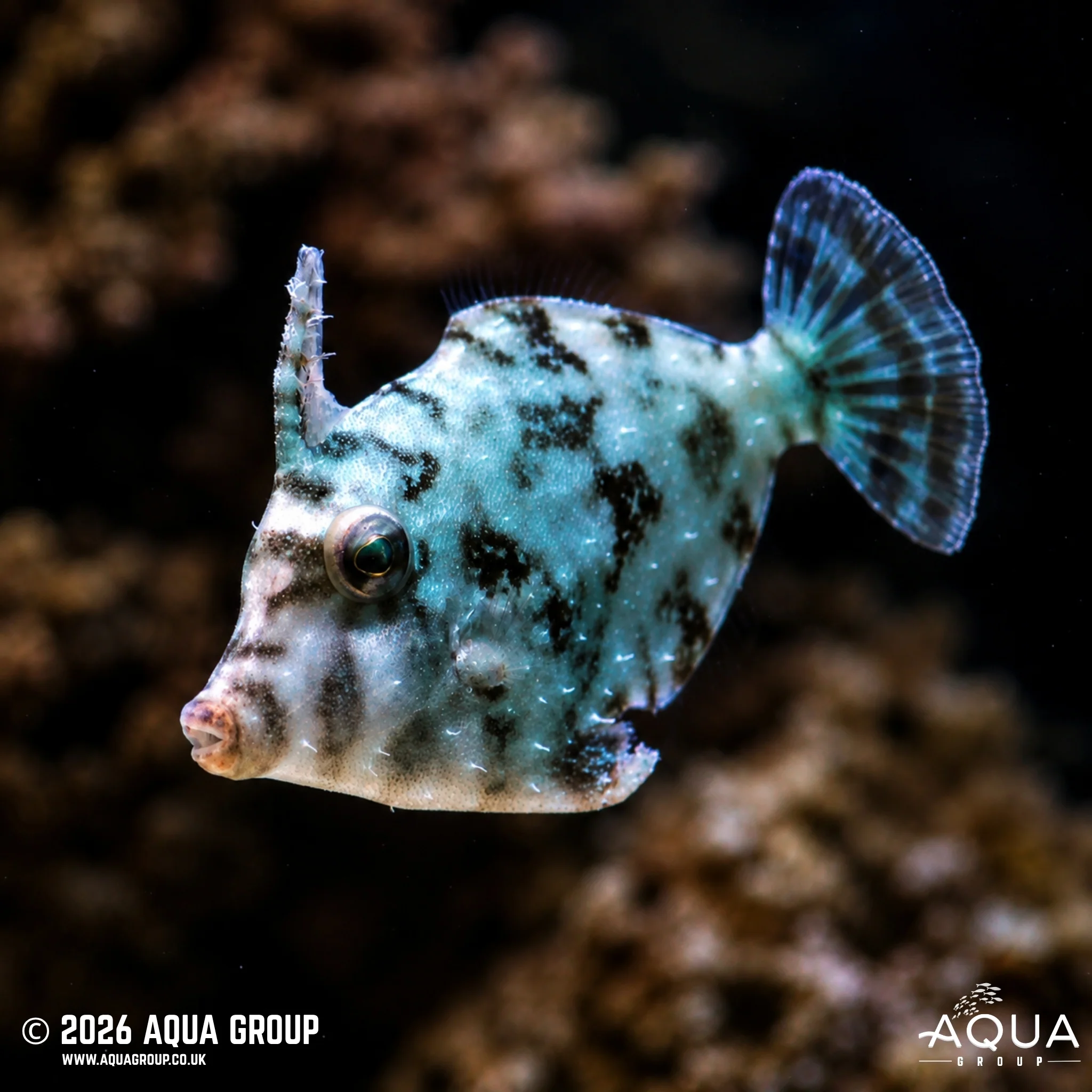 Aiptasia Eating Filefish - Acreichthys tomentosus