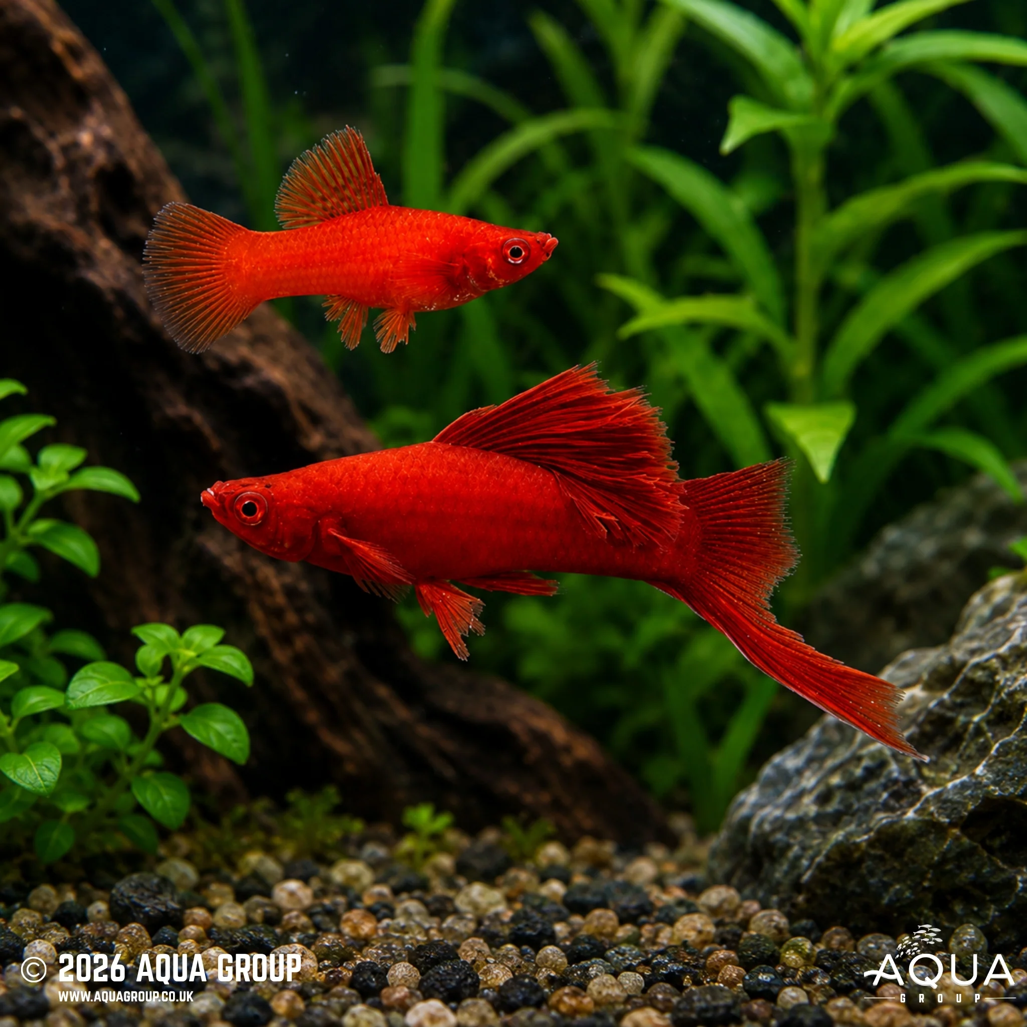 Albino Red Cauliflower Swordtail - Xiphophorus hellerii