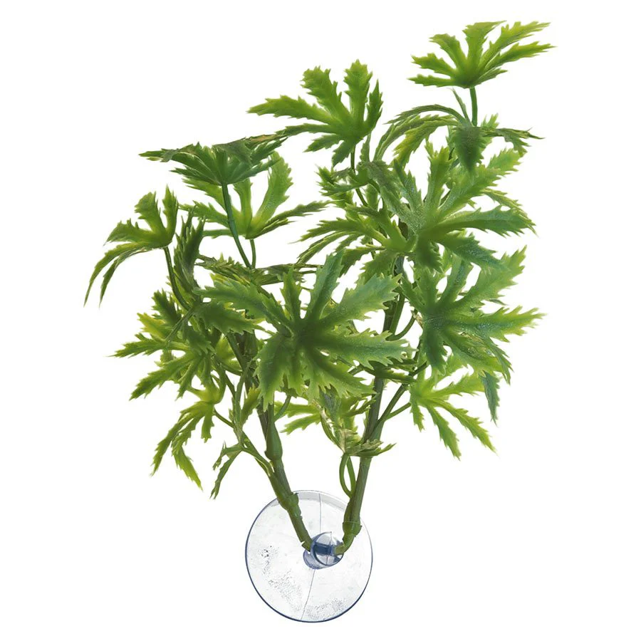 Zoo-Med Amazonian Phyllo - Medium