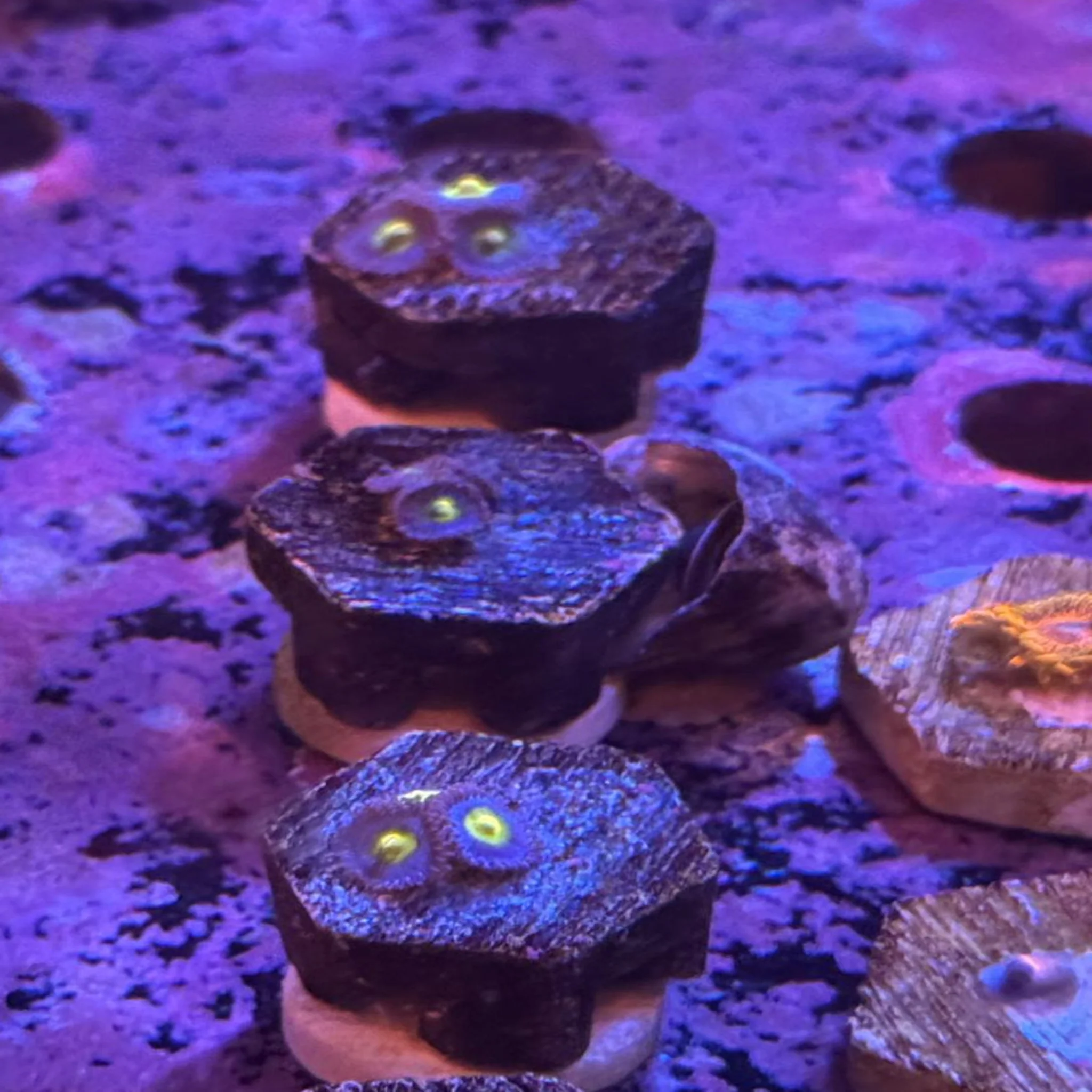 AOI Zoas