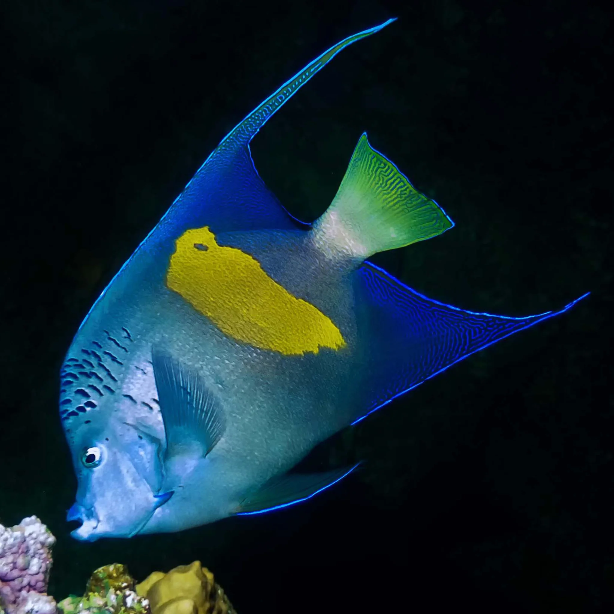 Asfur Angelfish