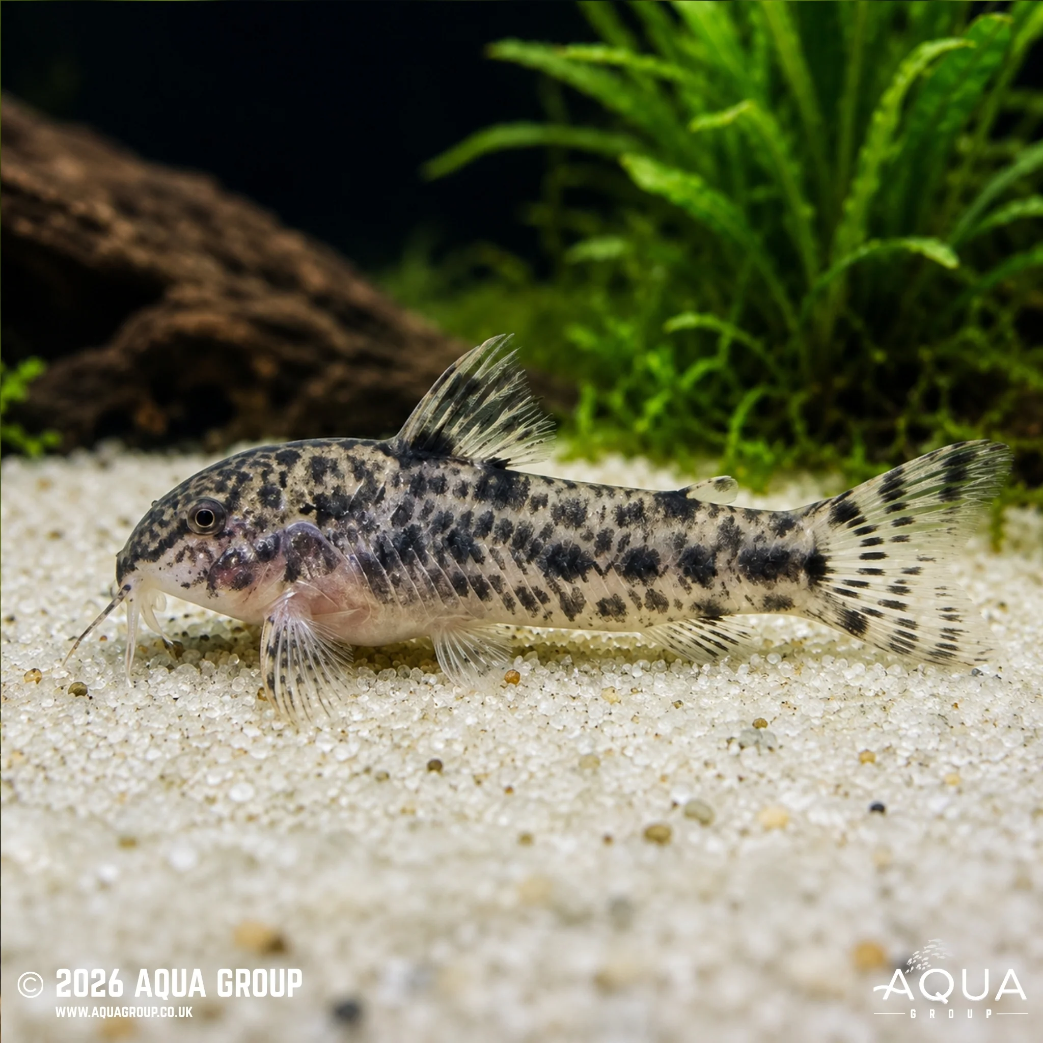 Aspidoras rochai - Aspidoras rochai