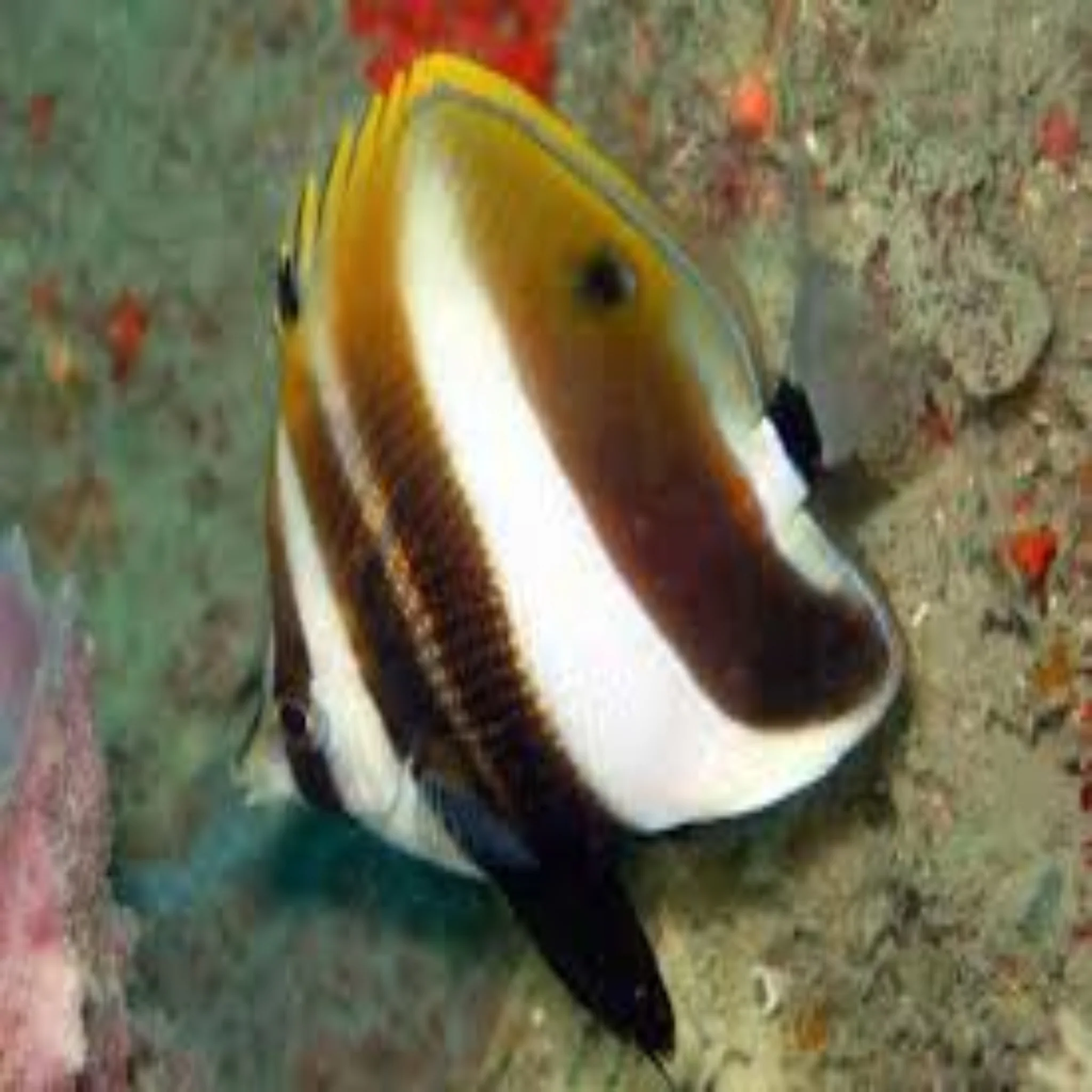 Australian Hi Fin Butterfly (Coradion altivelis)