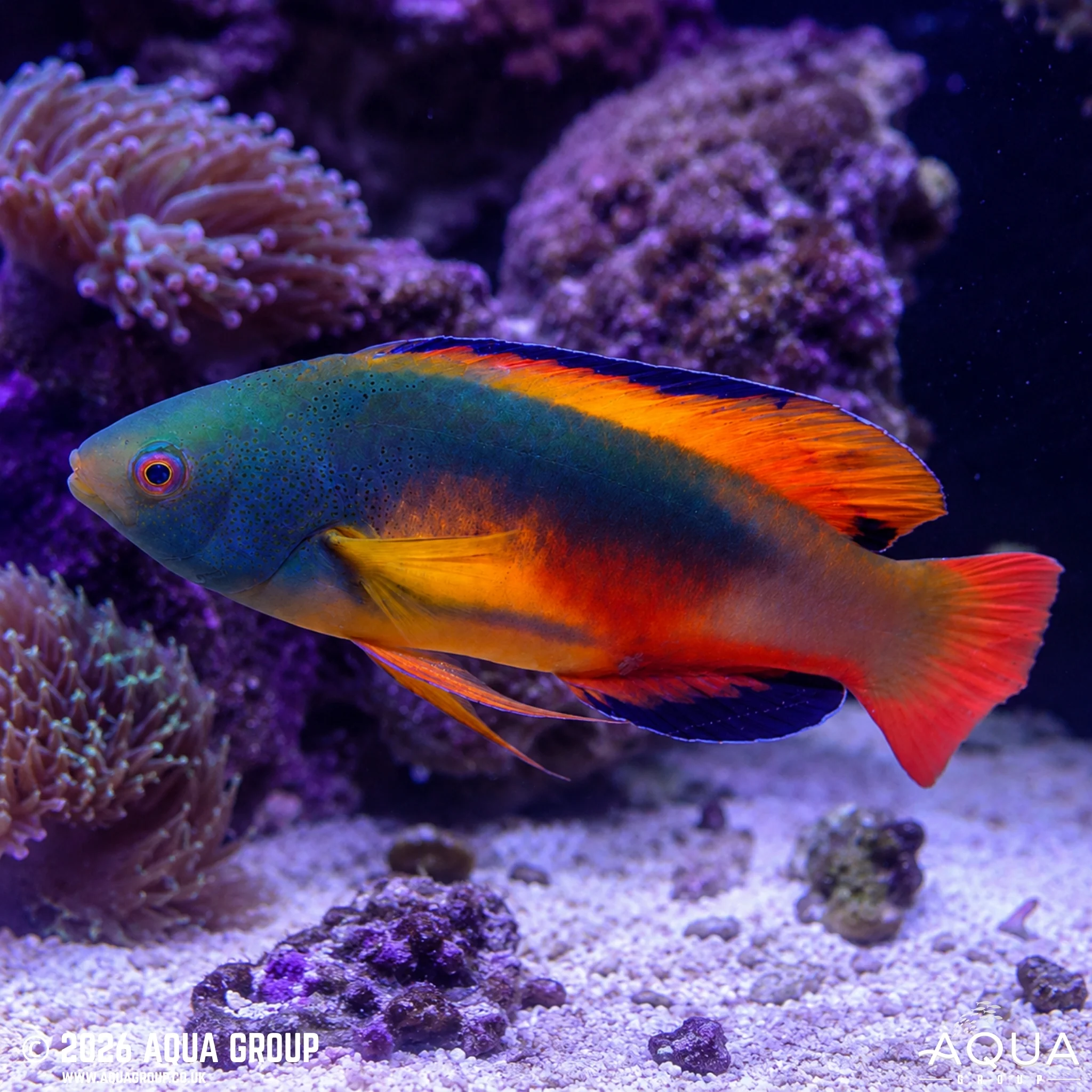 Scott's Fairy Wrasse - Cirrhilabrus scottorum “Australian”
