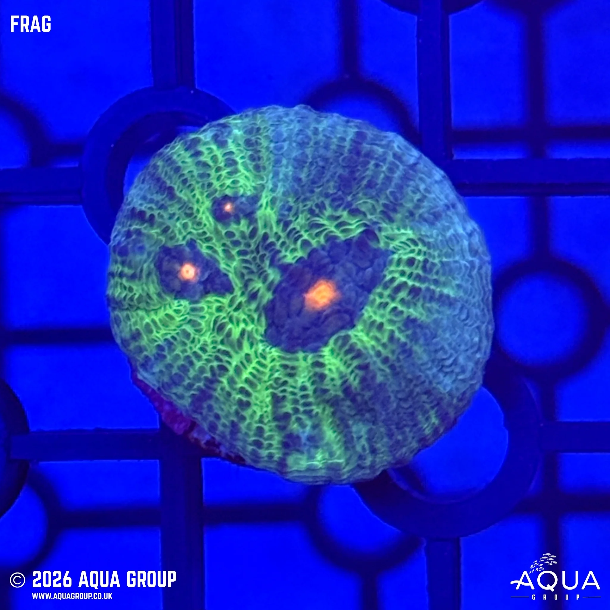 Avatar Chalice - Echinophyllia sp.