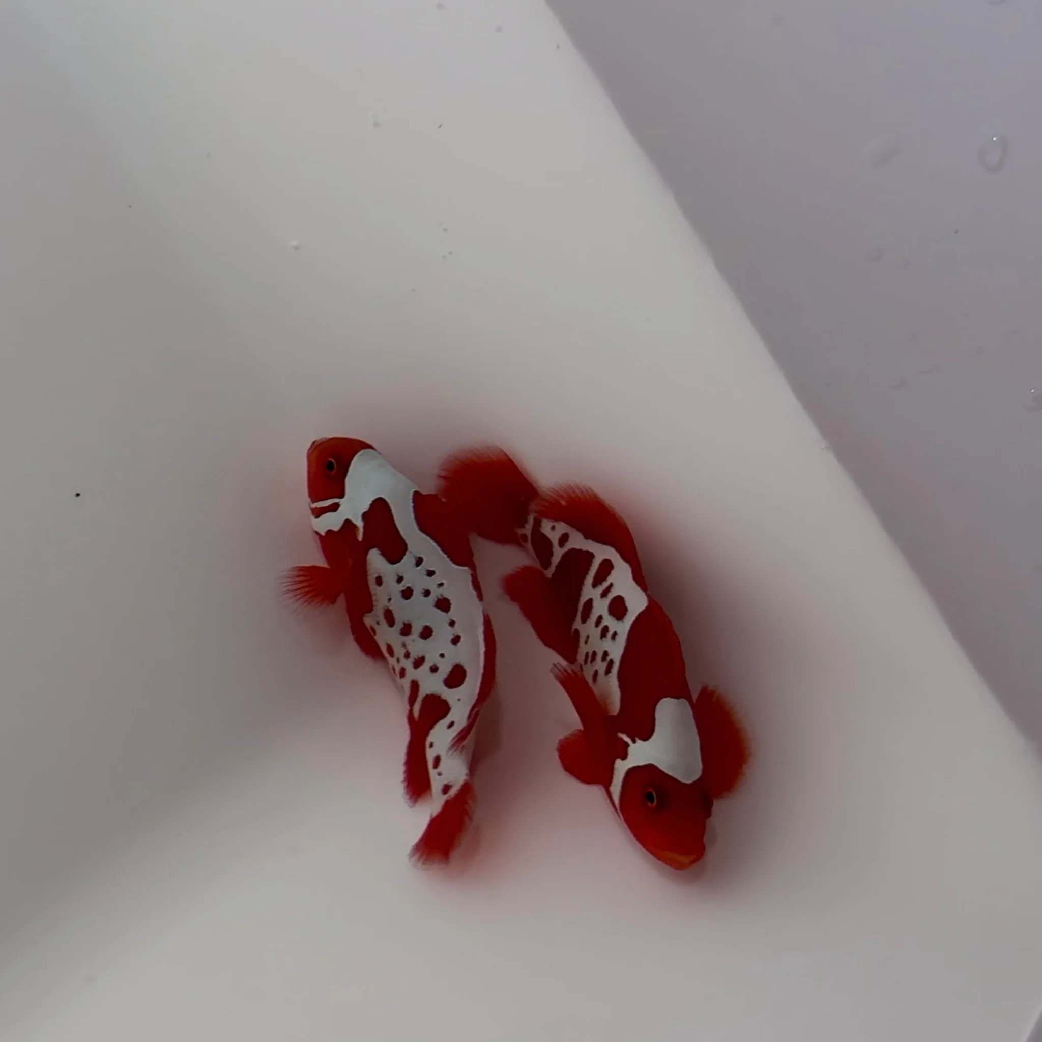Boston Sea & Reef Gold Lightning Maroon Clownfish