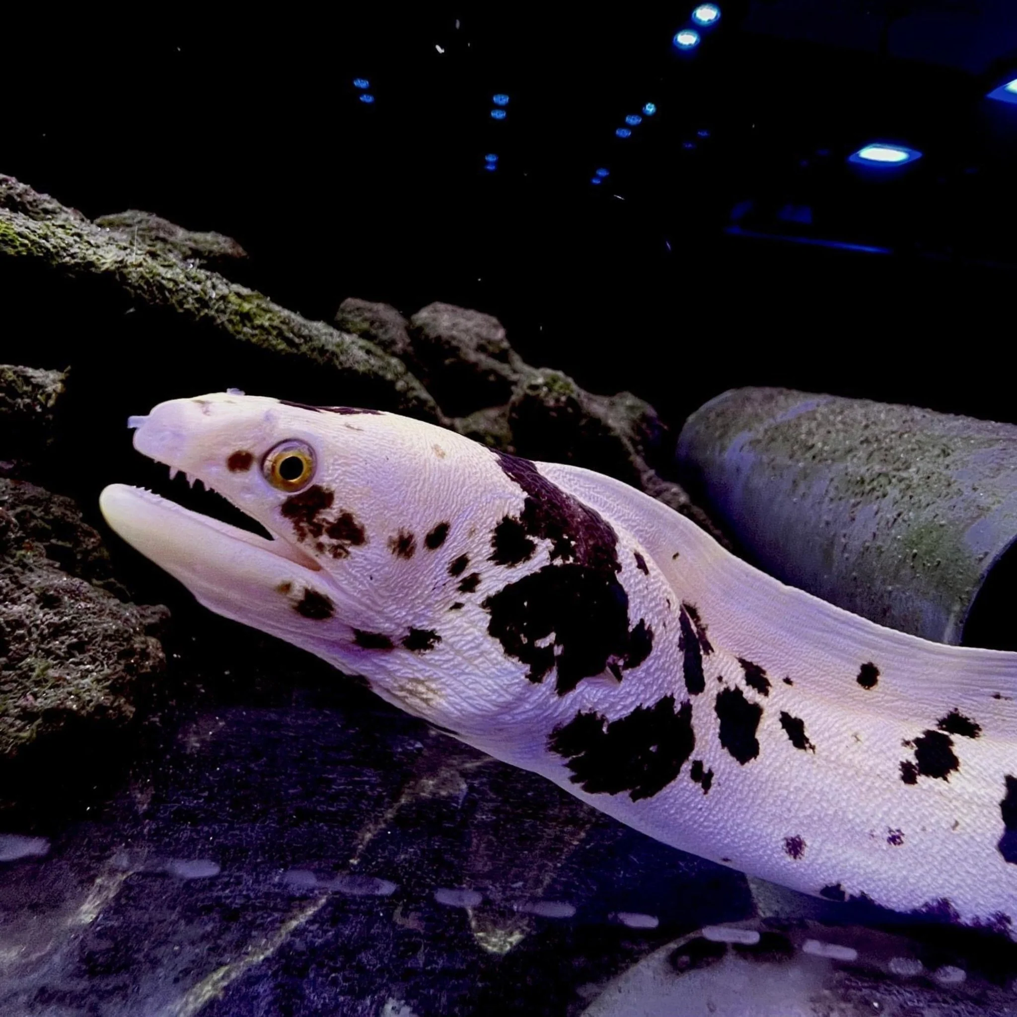 Banana Eel (Marbled)