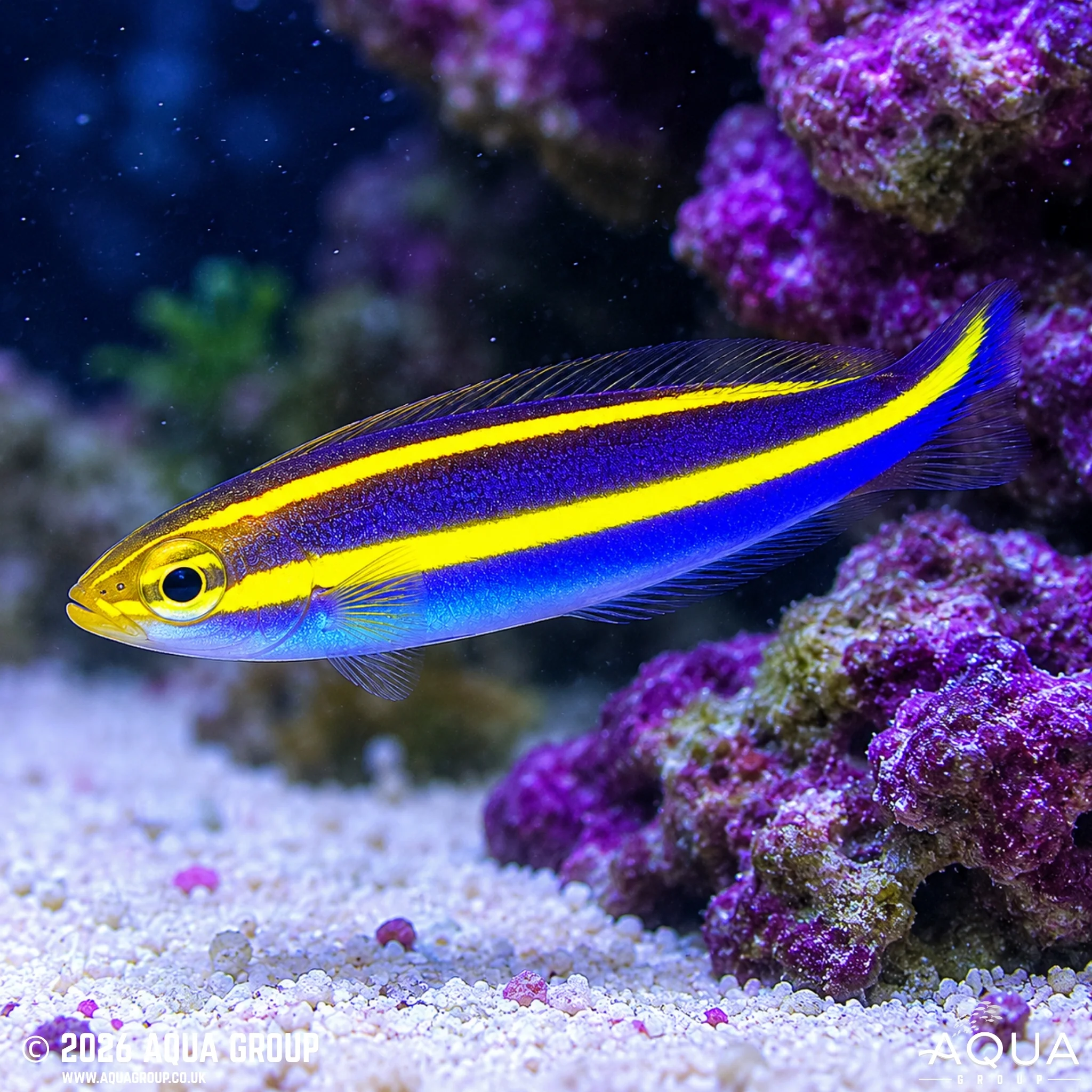 Banana Fish - Pentapodus emeryii