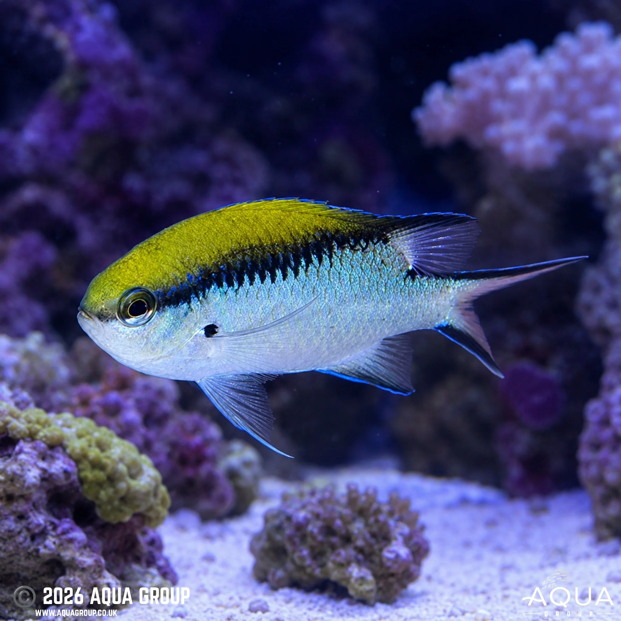Barrier Reef Chromis - Chromis nitida