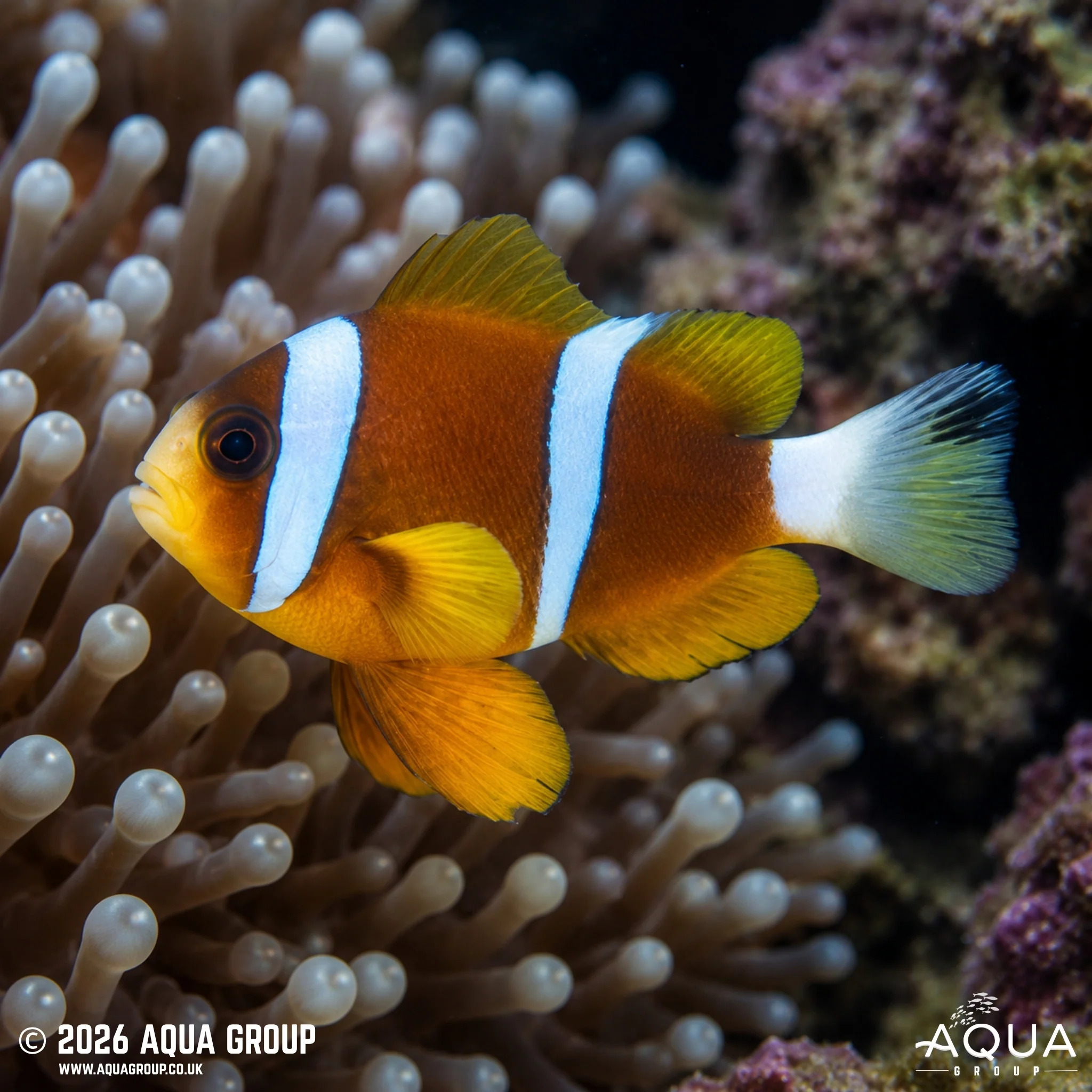 WC Barrier Reef Clownfish - Amphiprion akindynos