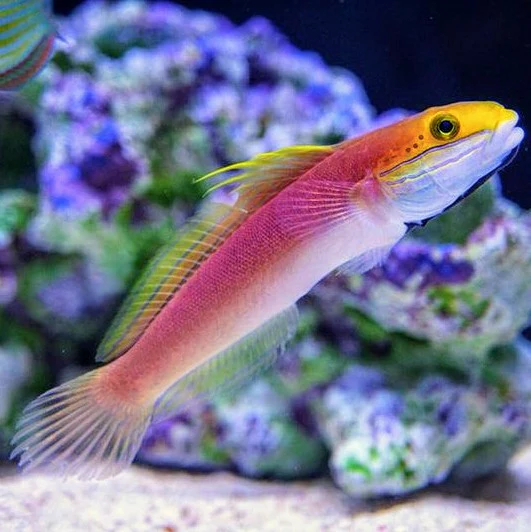Bella Goby - Valenciennea bella