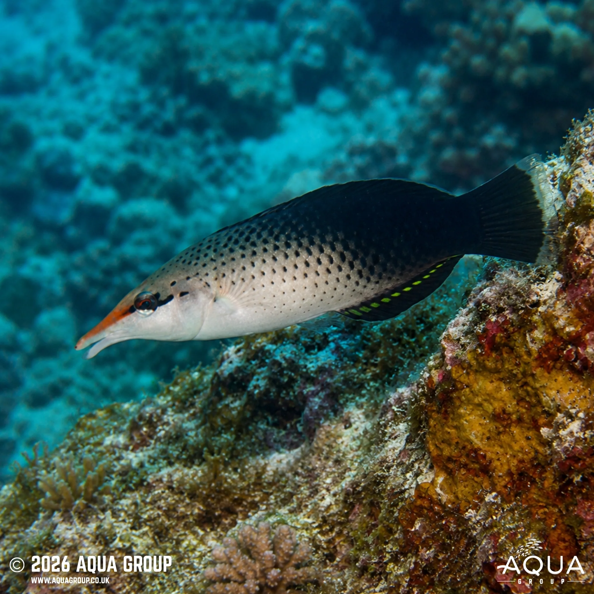 Birdmouth Wrasse - Gomphosus caeruleus - Image 2