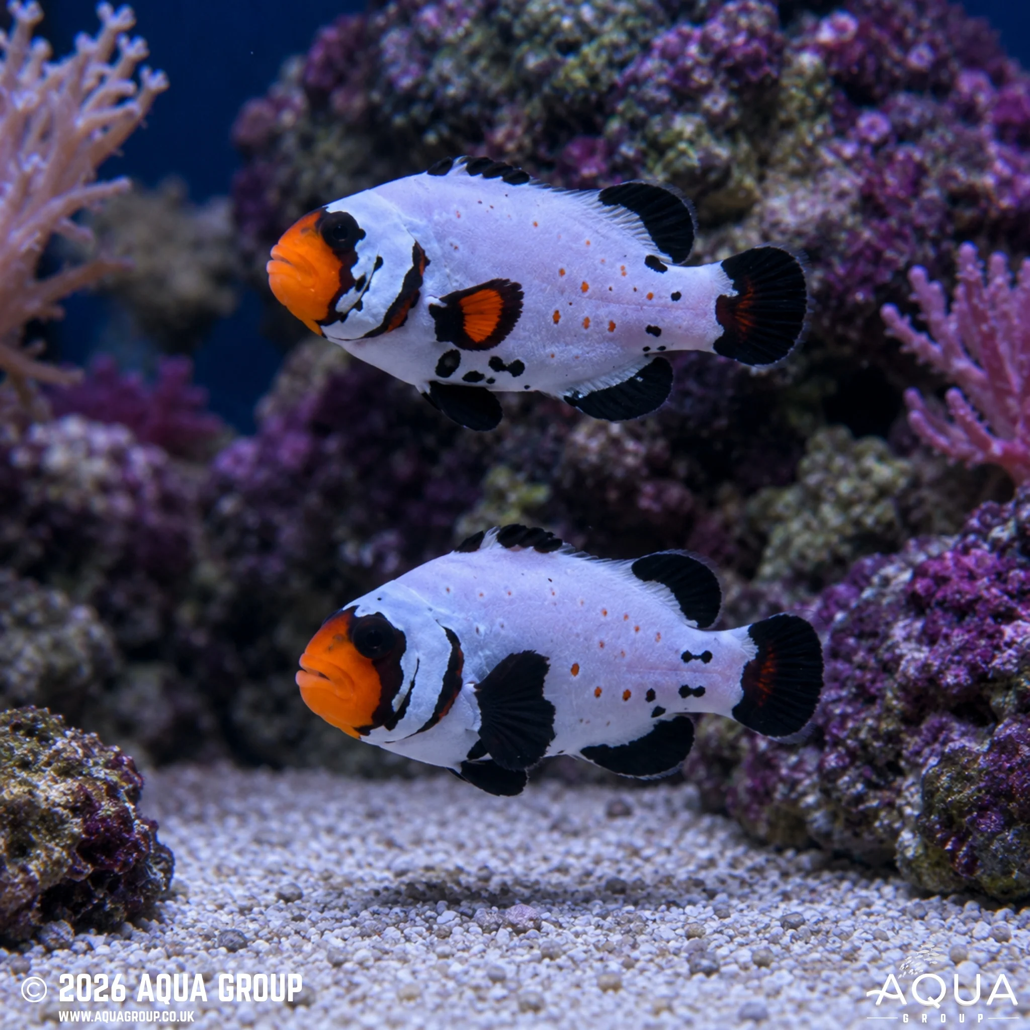 Black Frostbite Clownfish - Amphiprion ocellaris - Image 2