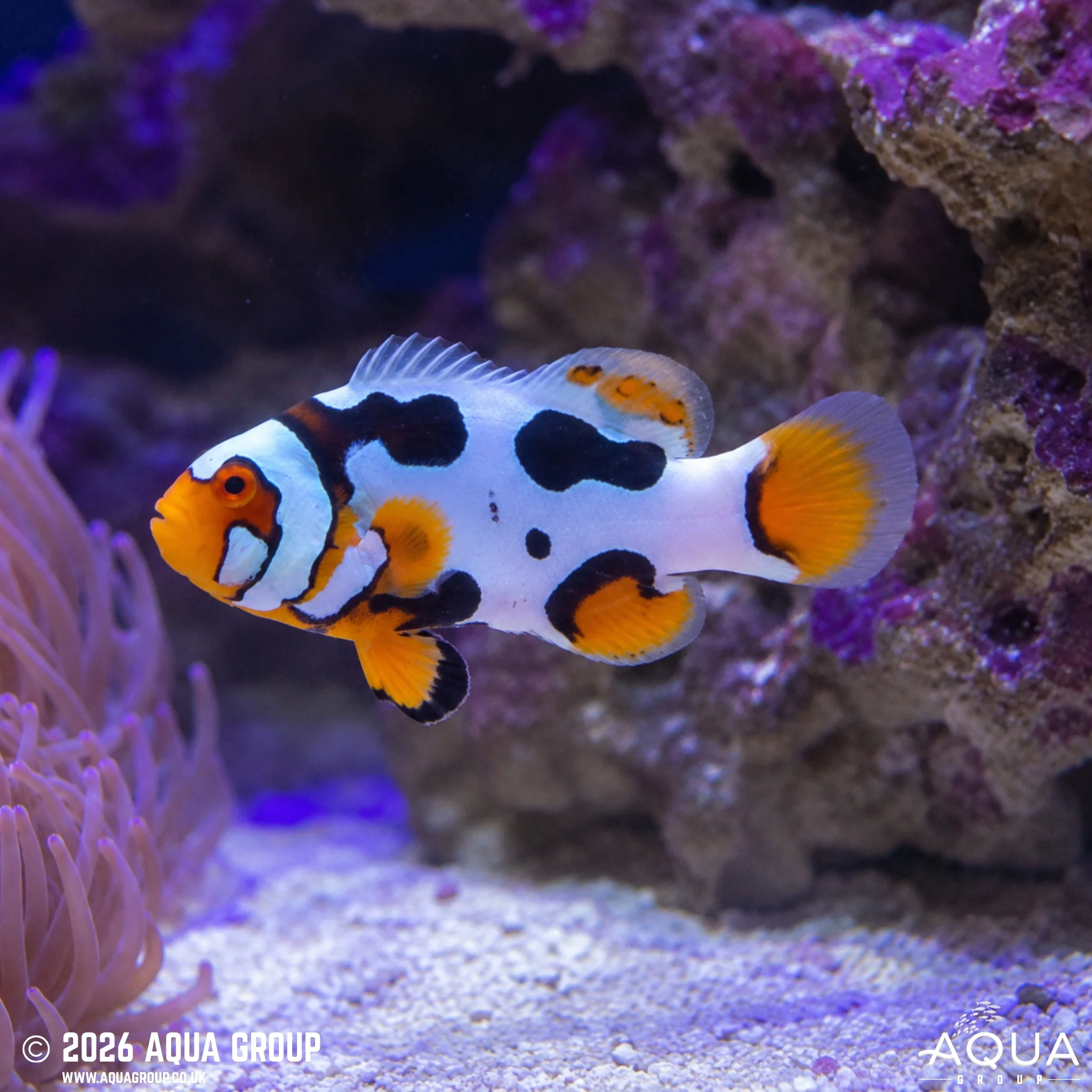 Helmet Black Picasso Clownfish - Amphiprion percula