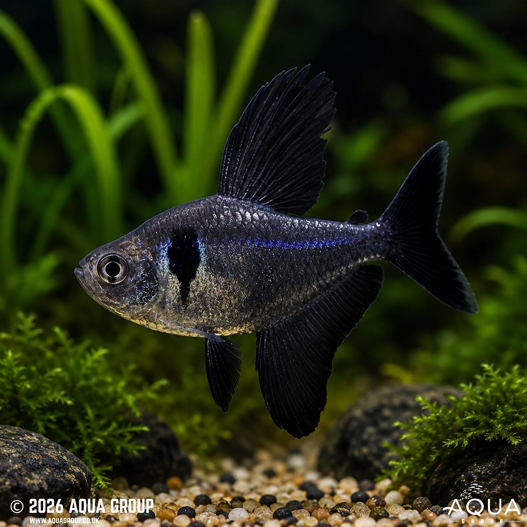 Black Phantom Tetra - Megalamphodus megalopterus