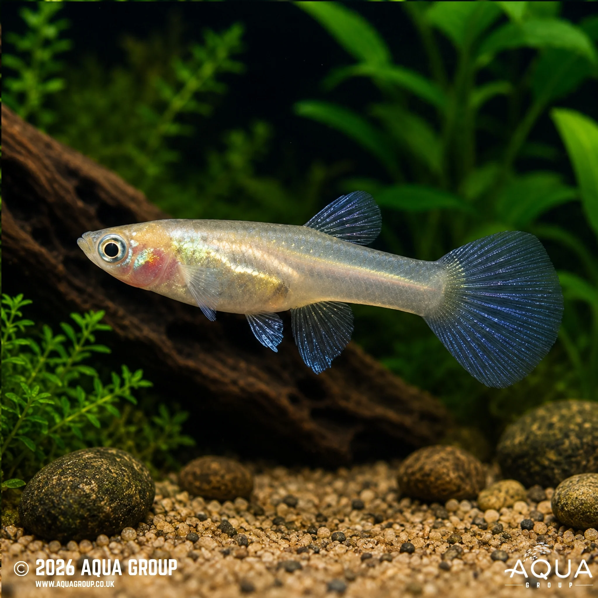 Blonde Japan Blue/Red Double Sword Guppy - Poecilia reticulata - Image 2