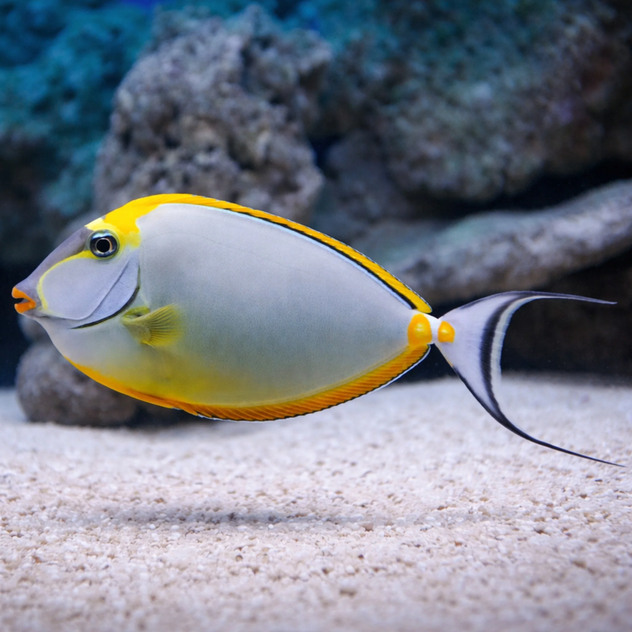 Blonde Lipstick Naso Tang - Naso elegans - Image 2
