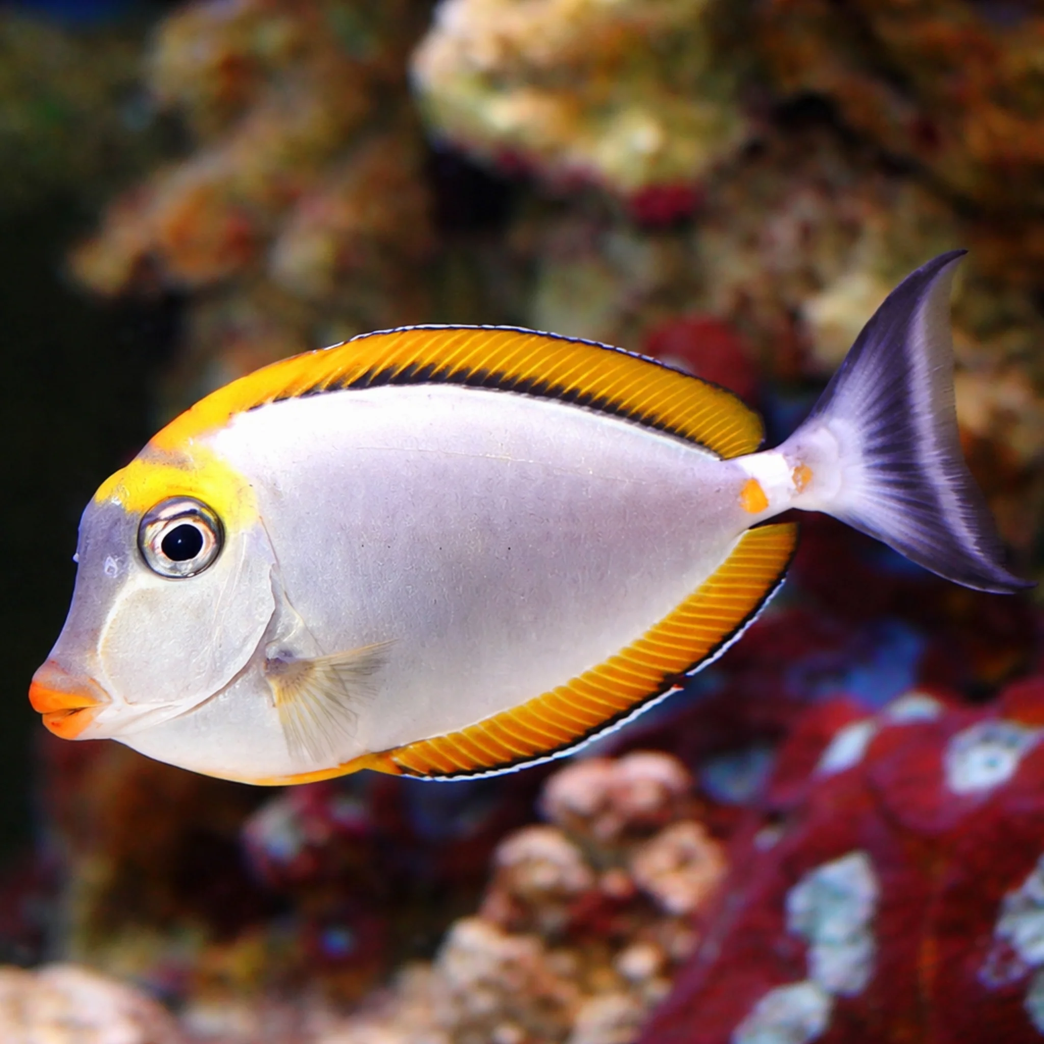 Blonde Lipstick Naso Tang - Naso elegans - Image 4