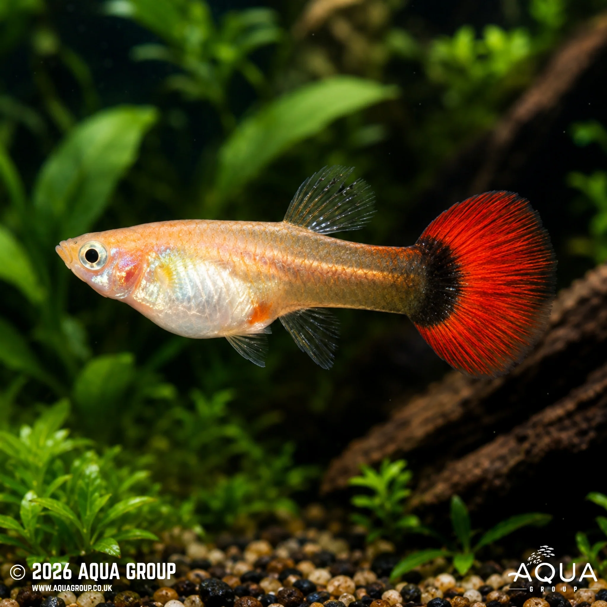 Blonde/Red Tuxedo Guppy - Poecillia reticulata - Image 2