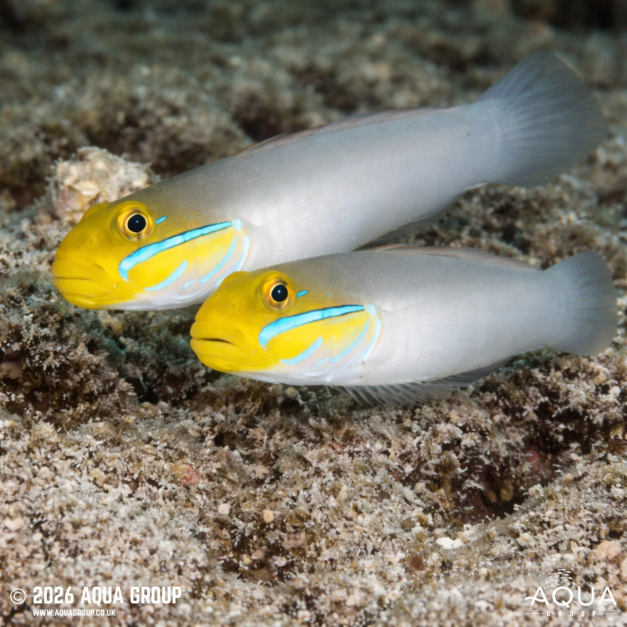 Blue Cheek Goby - Valenciennea strigata