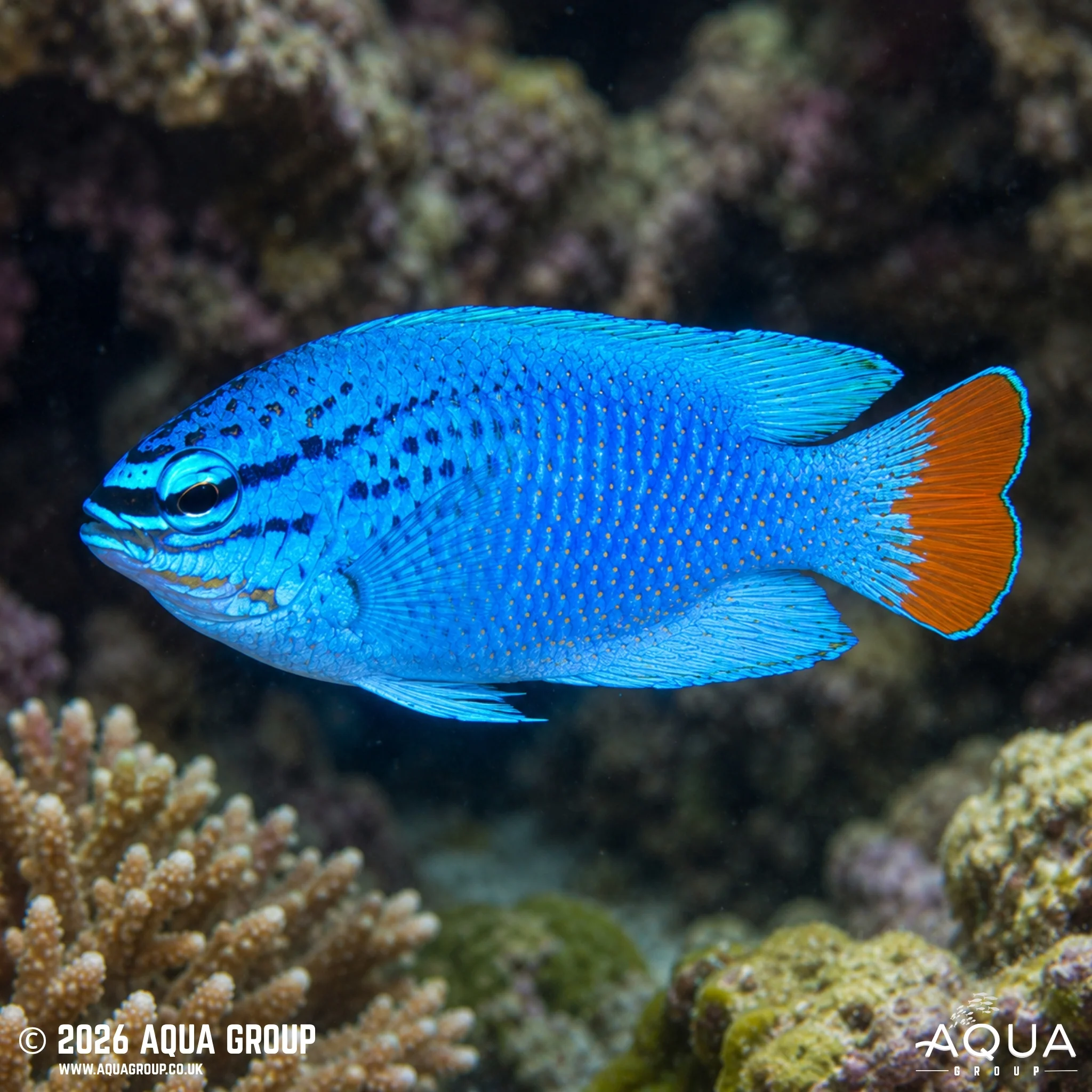 Orange Tail Blue Damsel - Chrysiptera cyanea