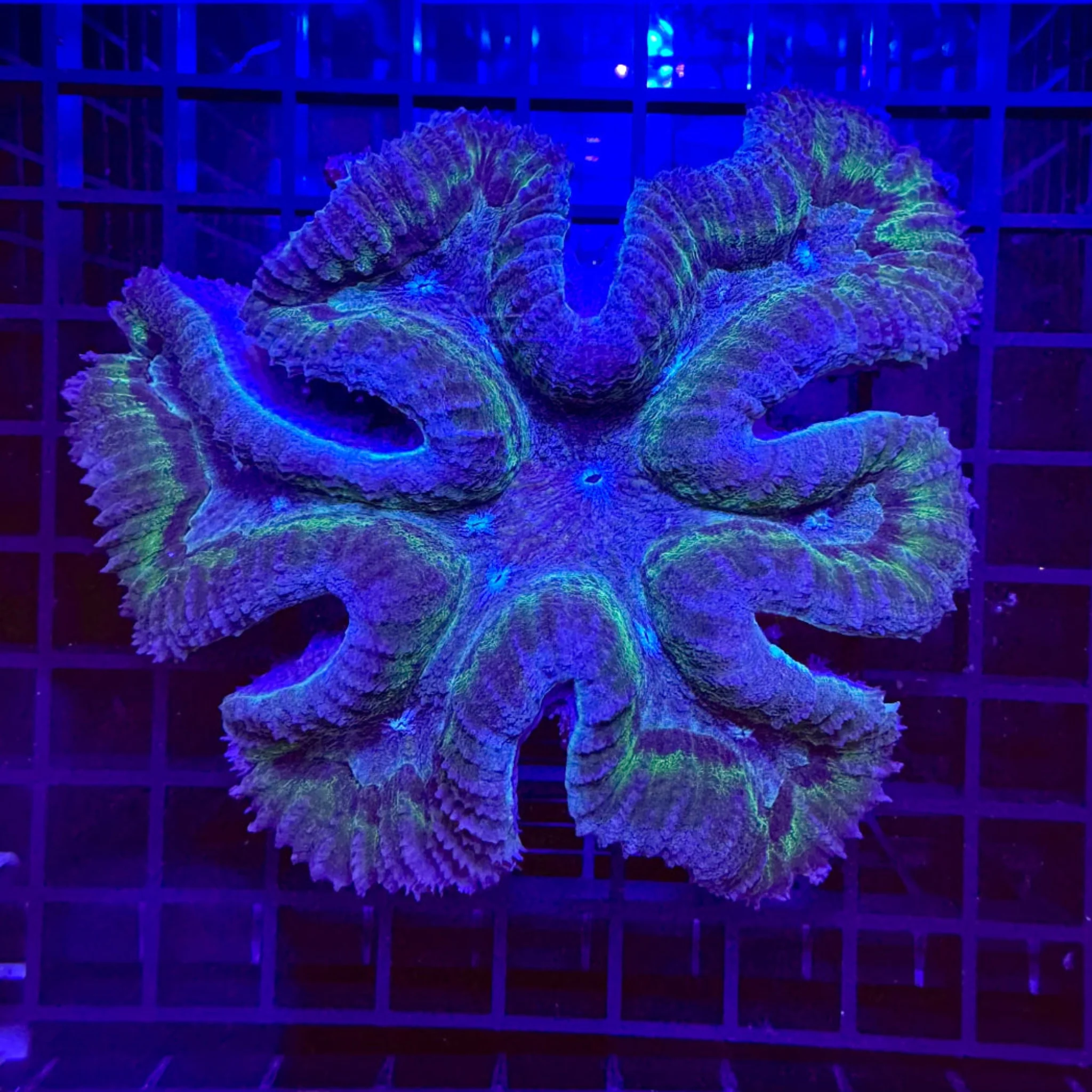 Blue & Green Ring Symphyllia