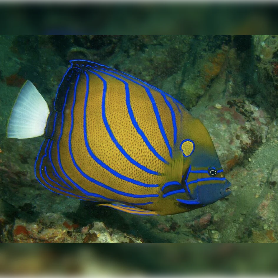 Bluering Angelfish - Adult