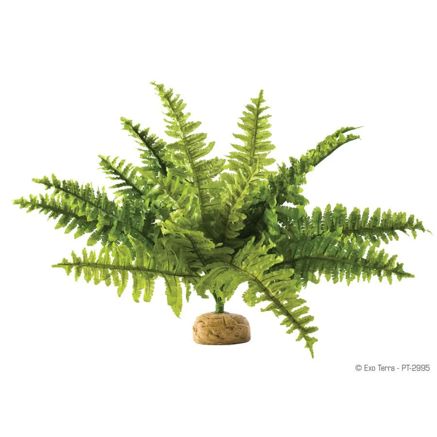 Exo-Terra Boston Fern Medium