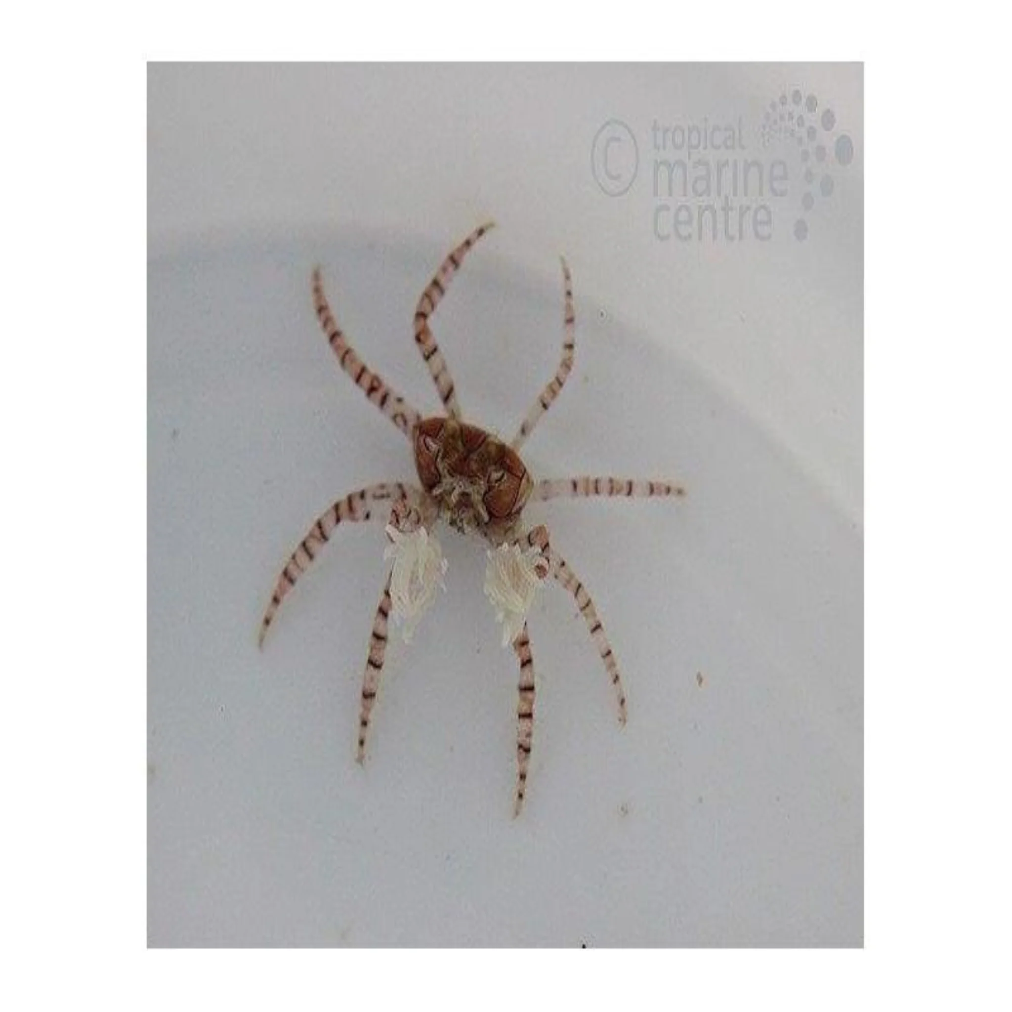 Boxer Crab