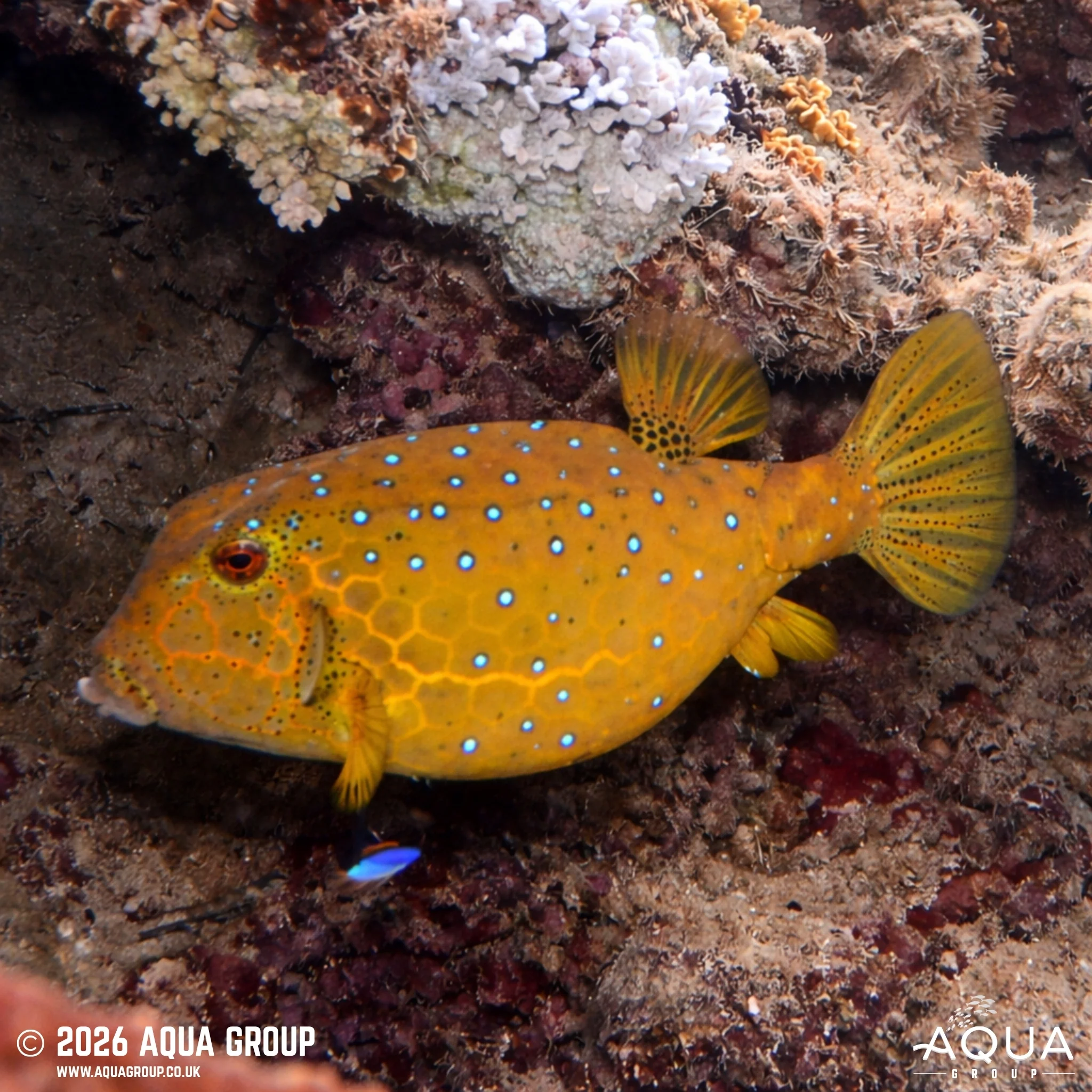 Yellow Boxfish - Ostracion cubicus - Image 3