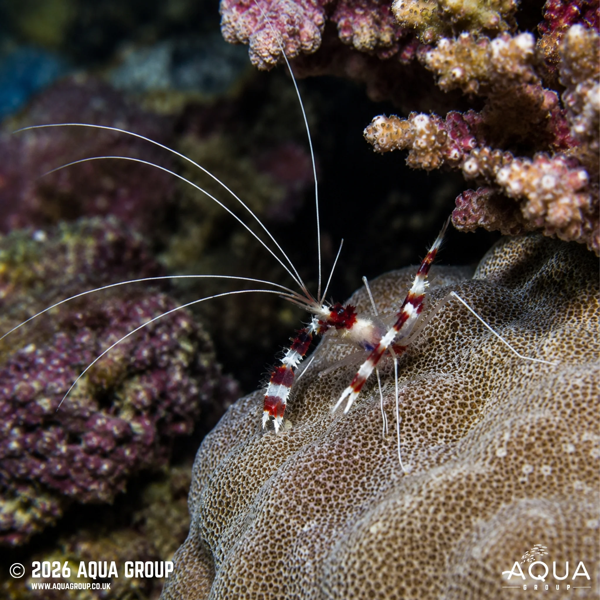 Boxing Shrimp - Stenopus hispidus