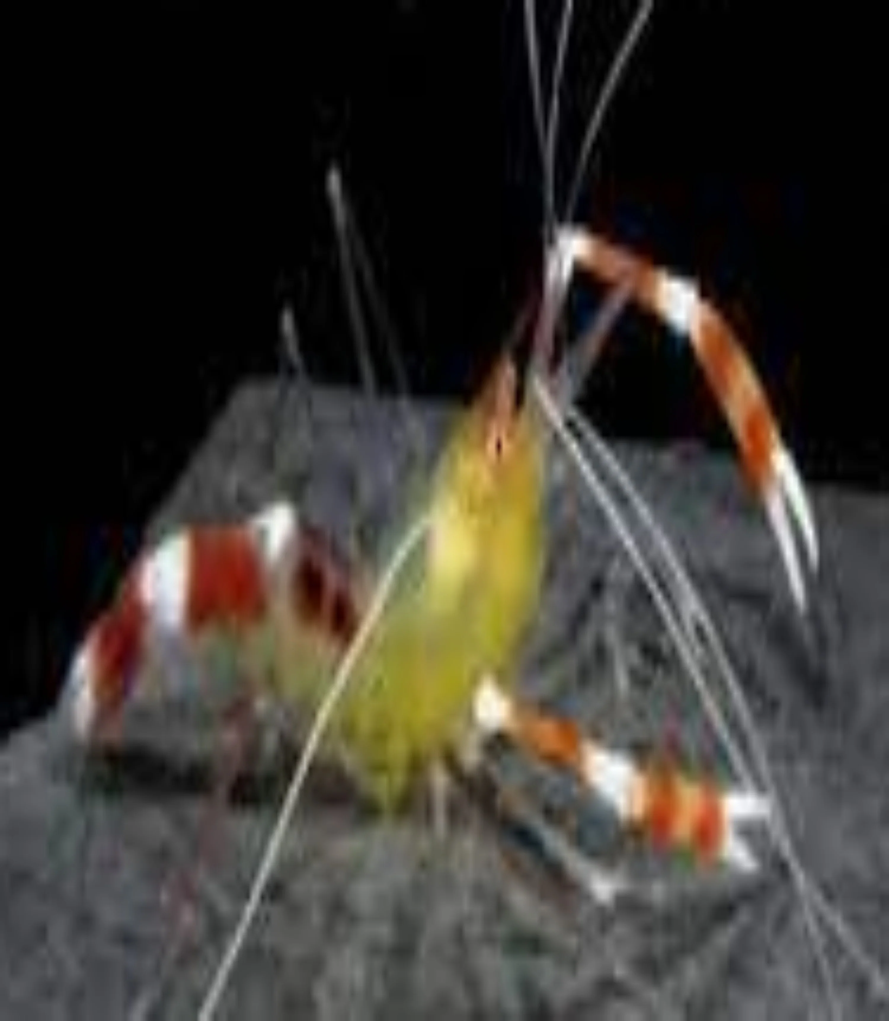 Boxing Shrimp - Yellow