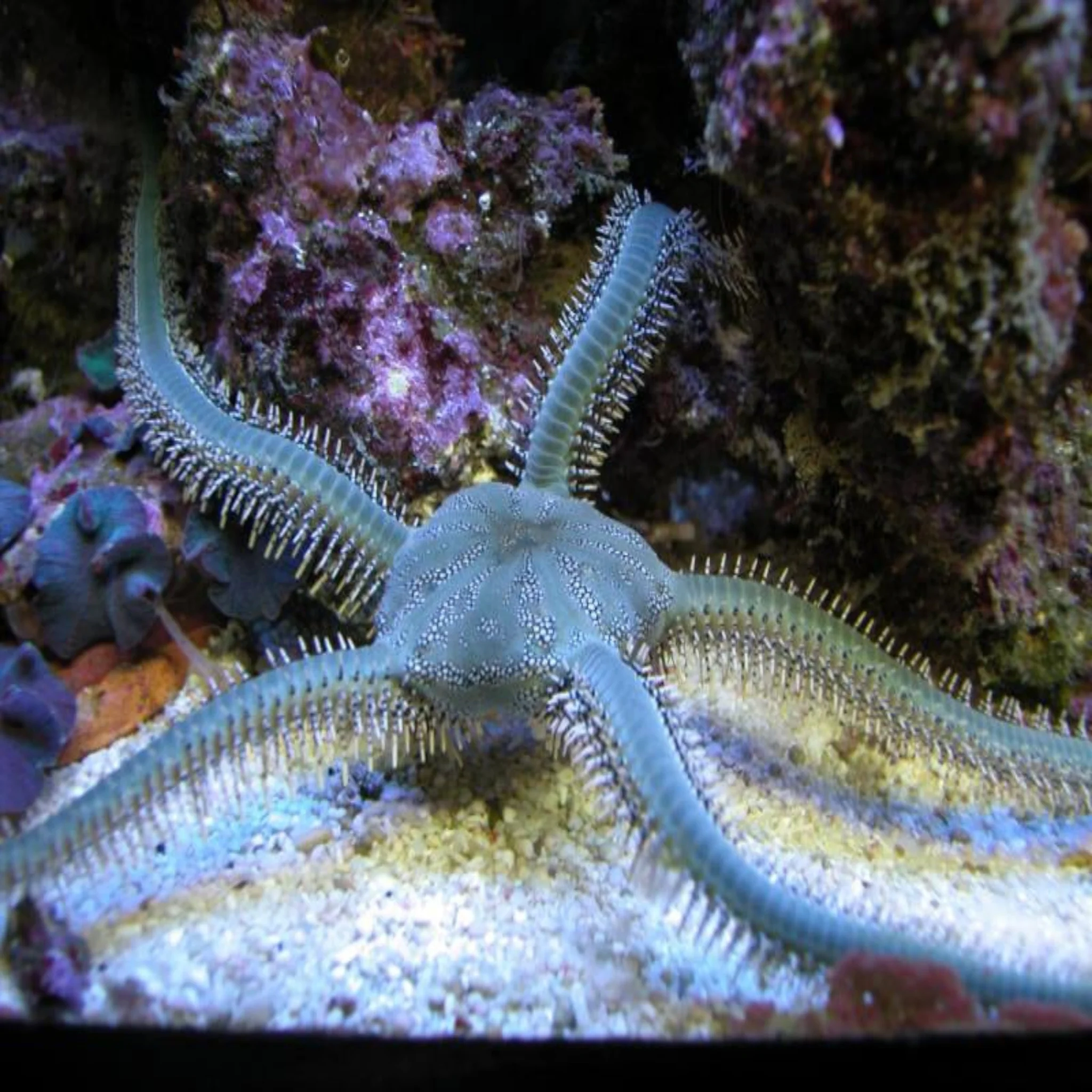 Brittle Starfish - Green