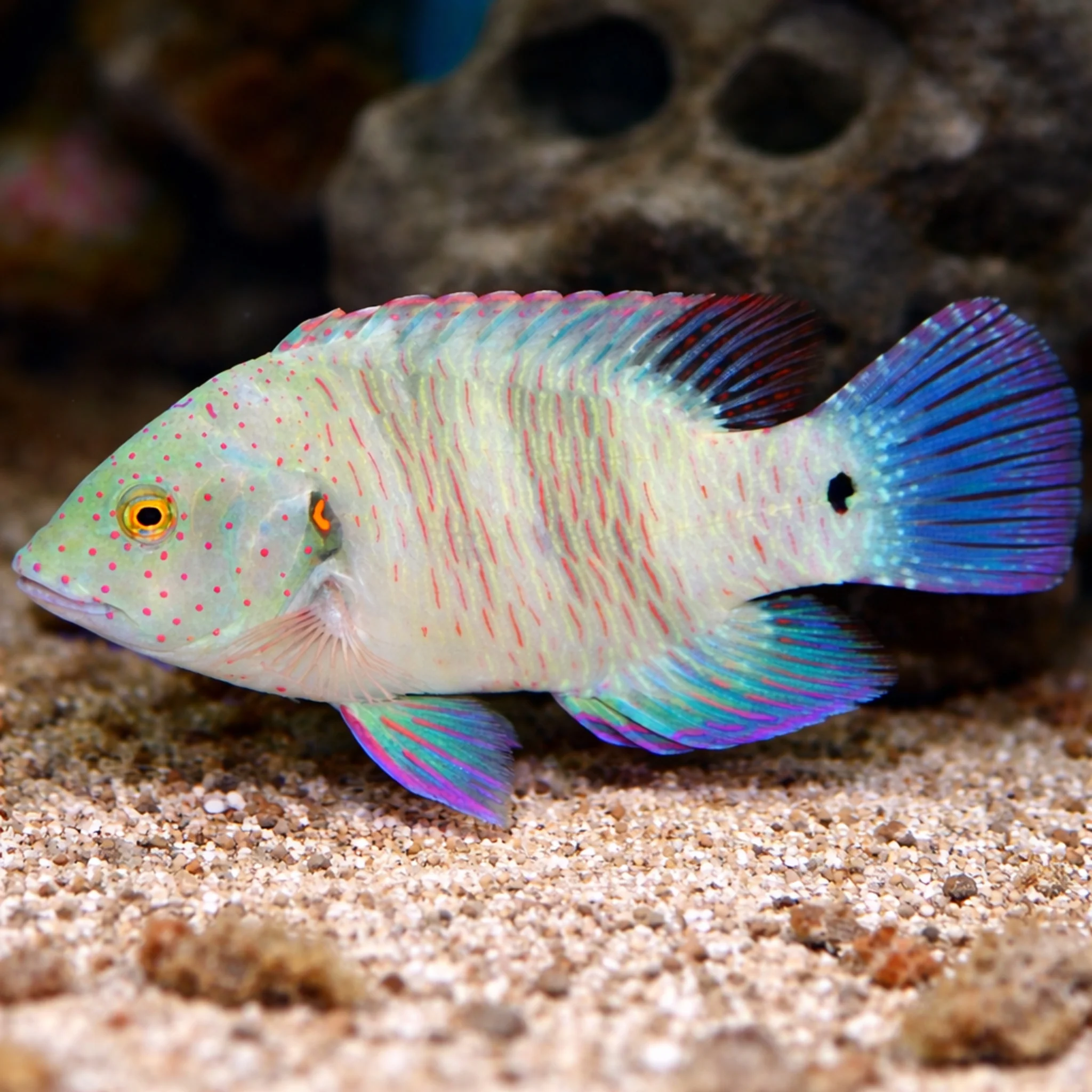 Broomtail Wrasse - Cheilinus lunulatus - Image 2
