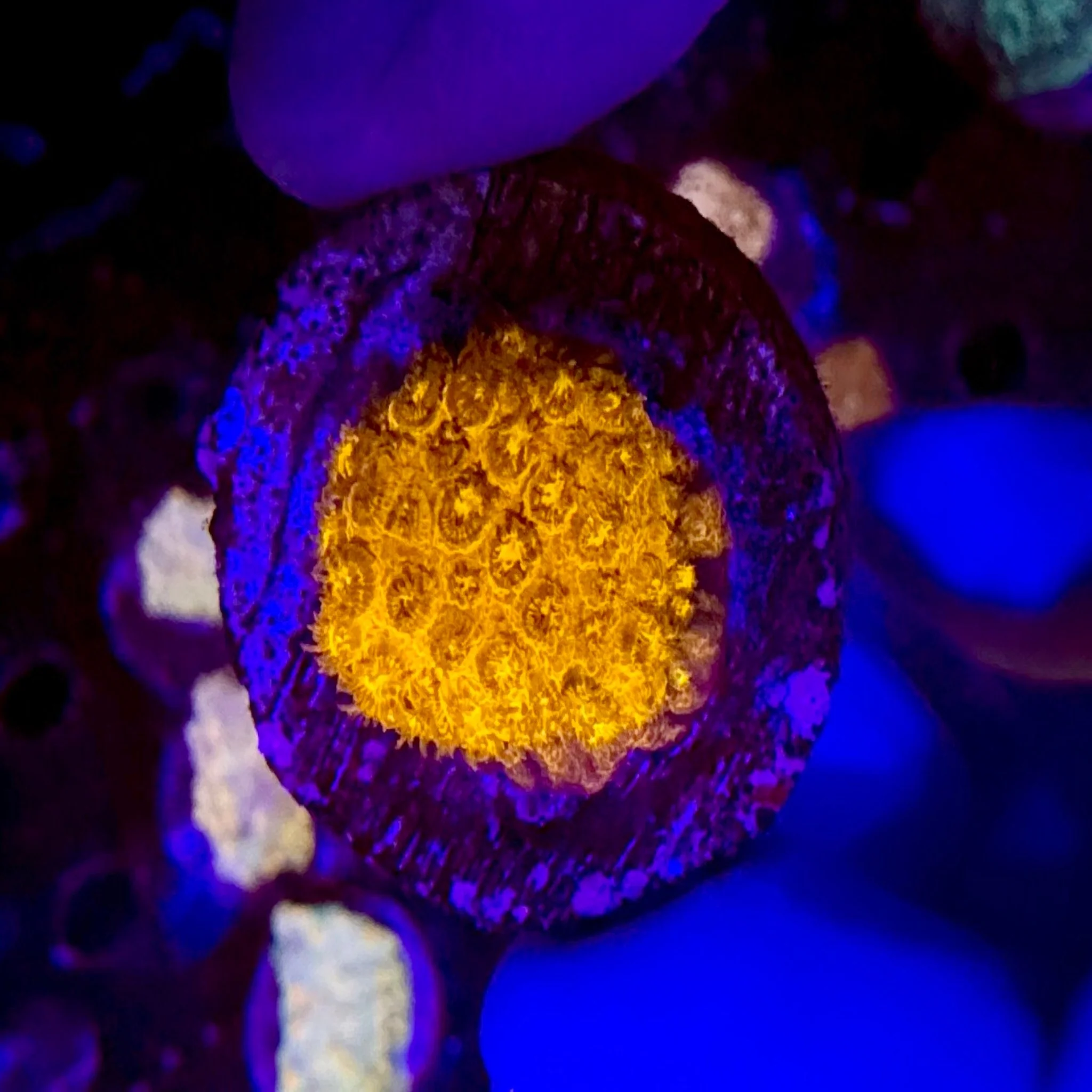 Burning Ember Cyphastrea Frag