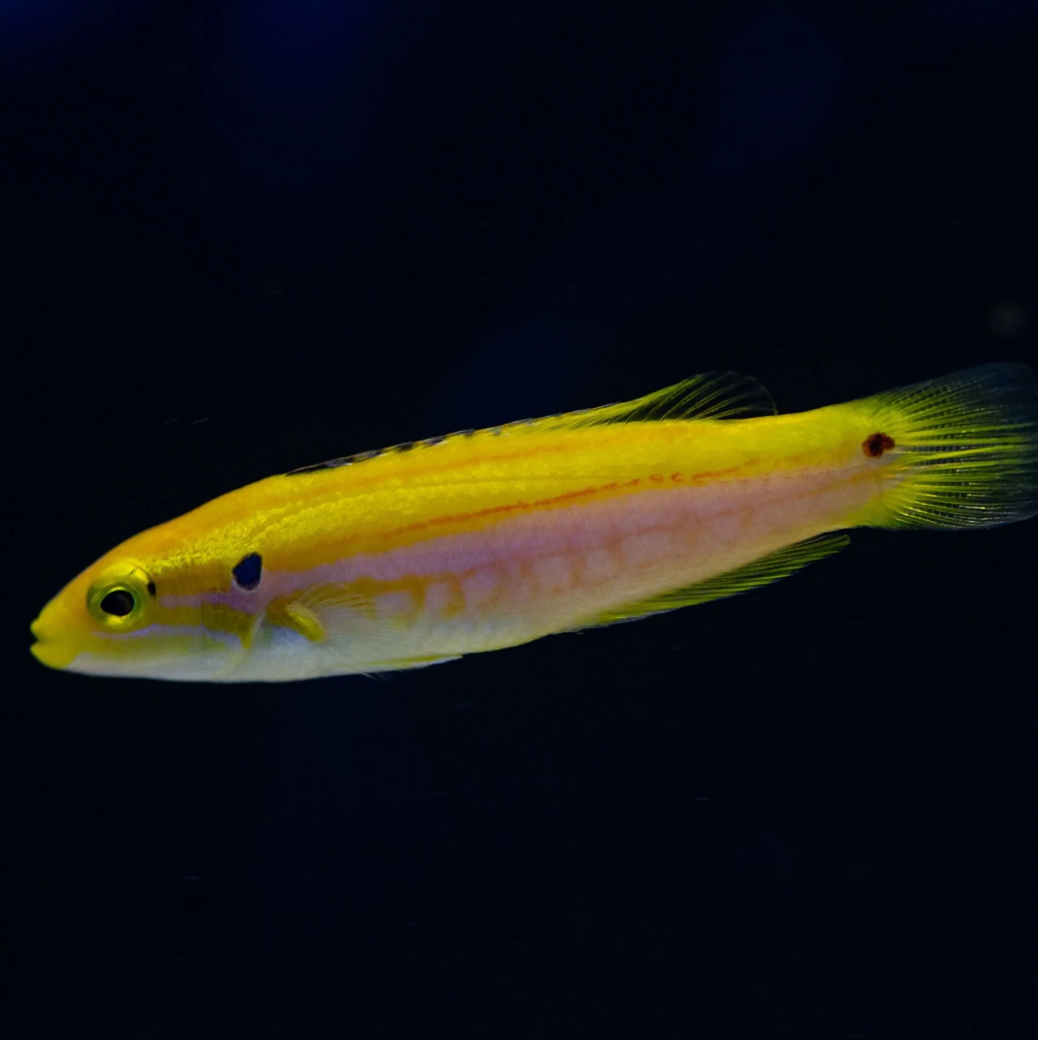 Candy Hog - Bodianus bimaculatus