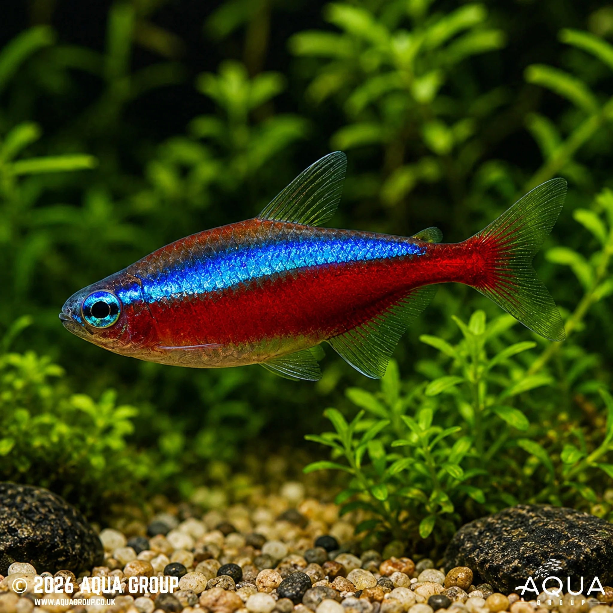 Cardinal Tetra - Paracheirodon axelrodi