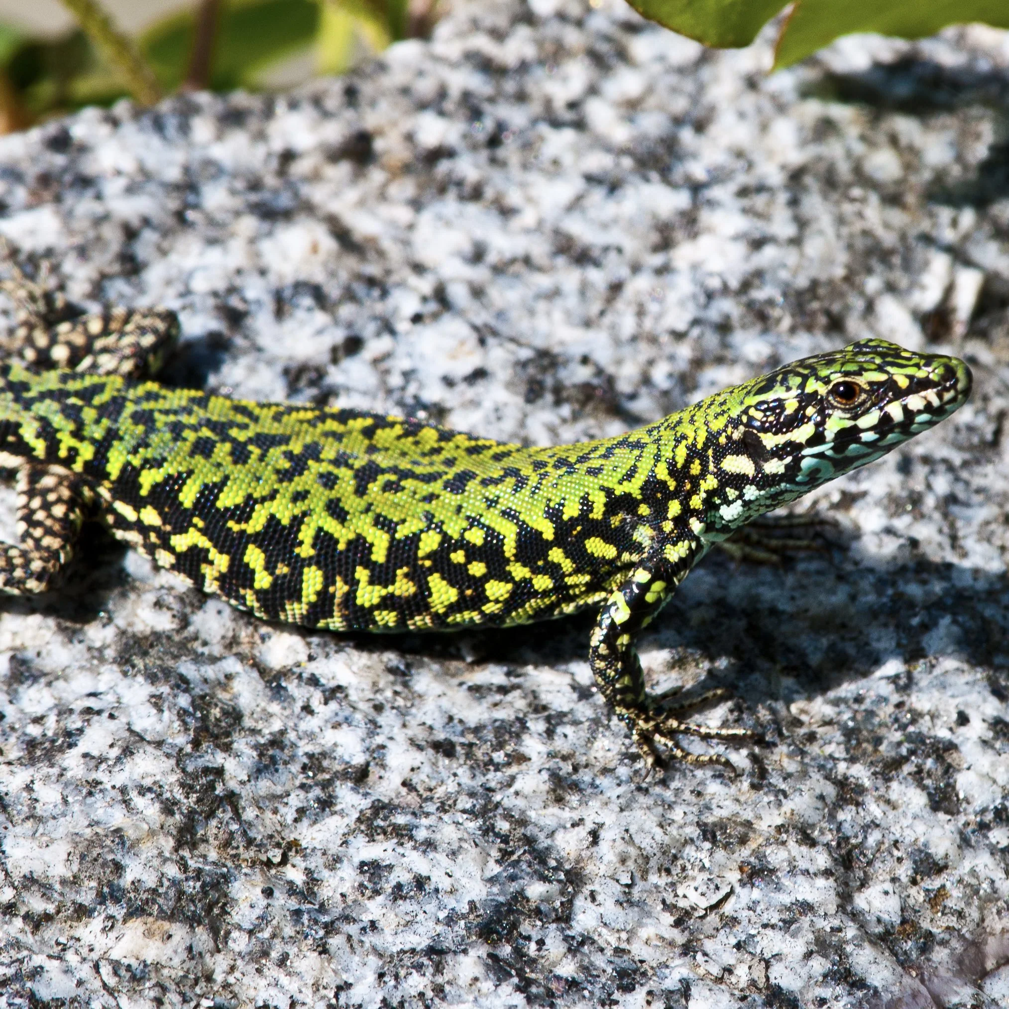 CB Black-Bellied Walled Lizard (Pair)