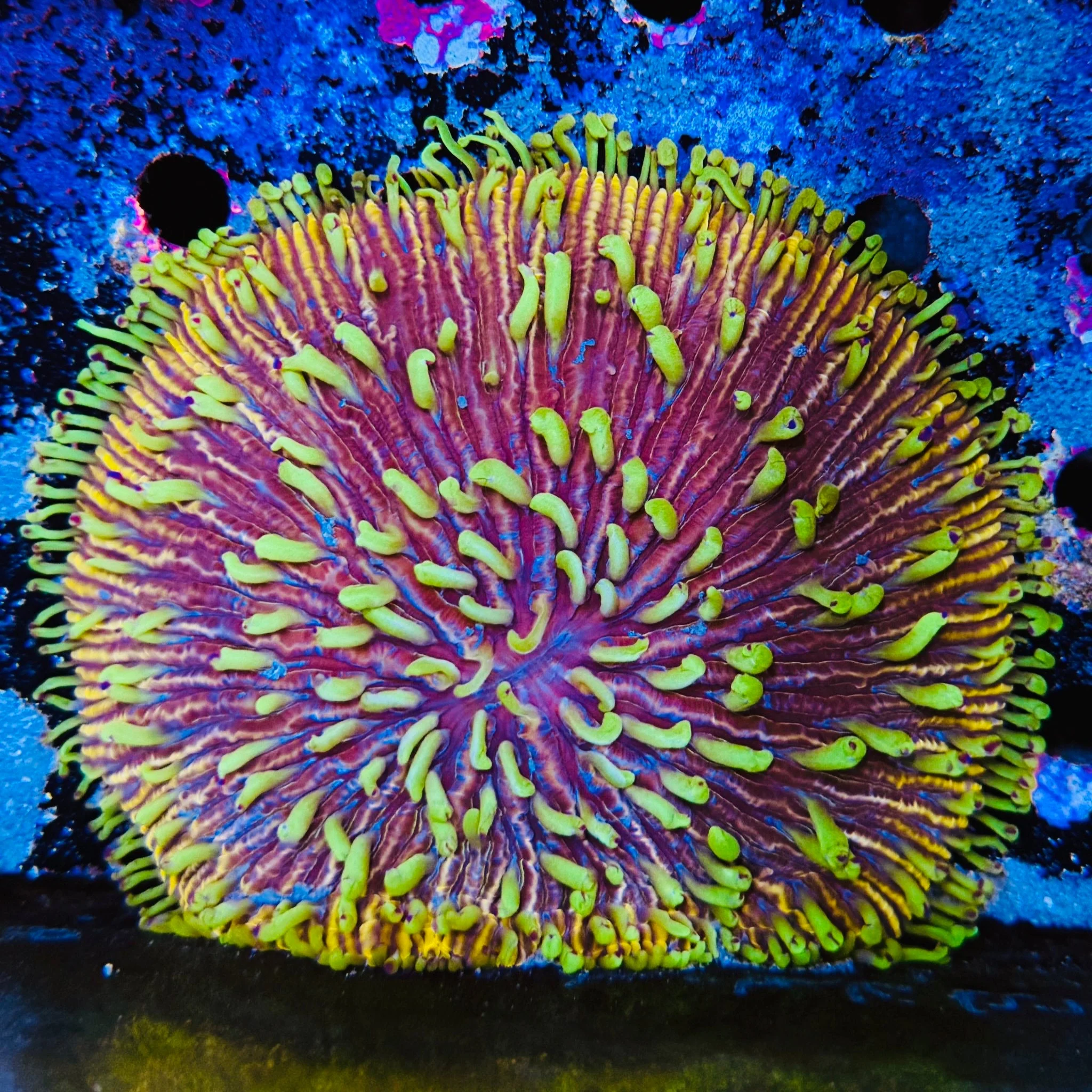 Chameleon Eye Fungia