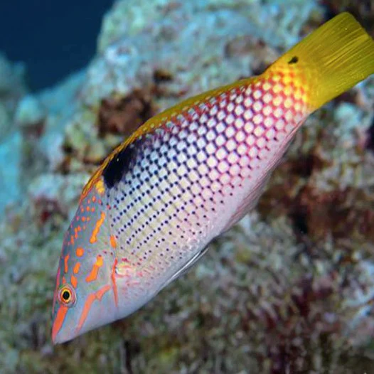 Yellowtail Checkerboard Wrasse - Halichoeres Hortulanus