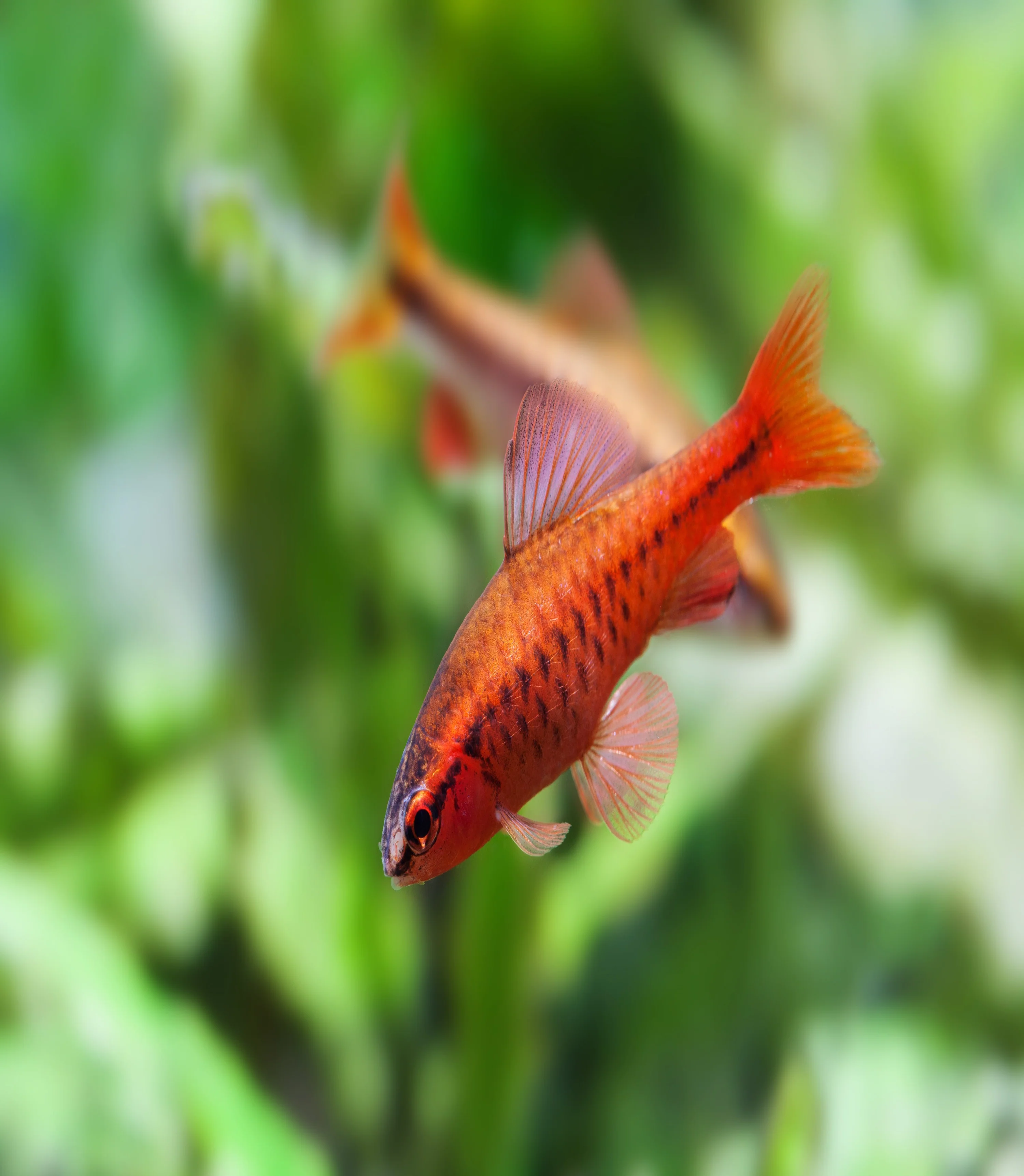 Cherry Barb