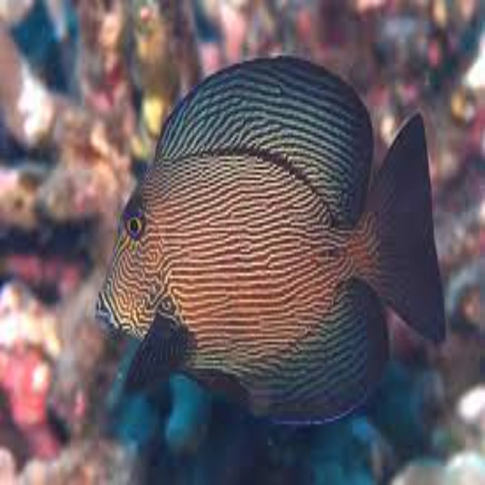 Chevron Tang